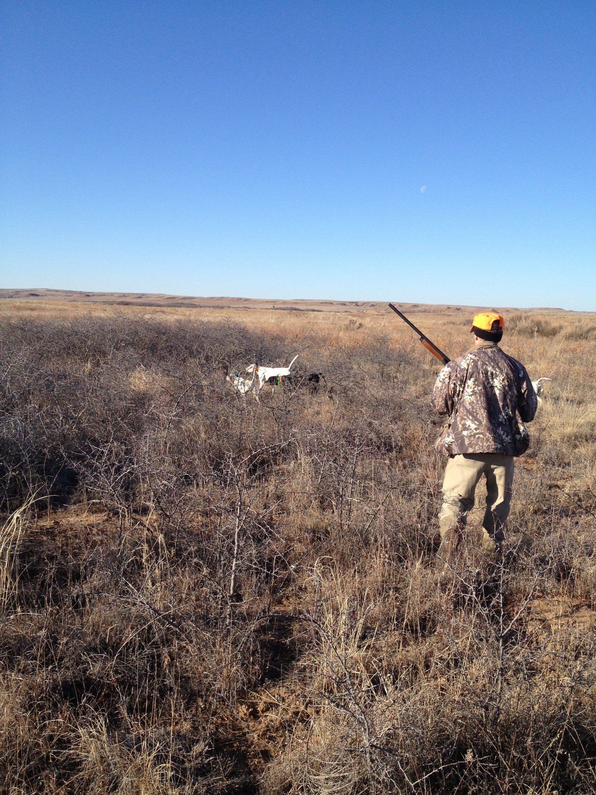 Oklahoma Quail Hunting,Guided Quail Hunt, Kansas Quail Hunting