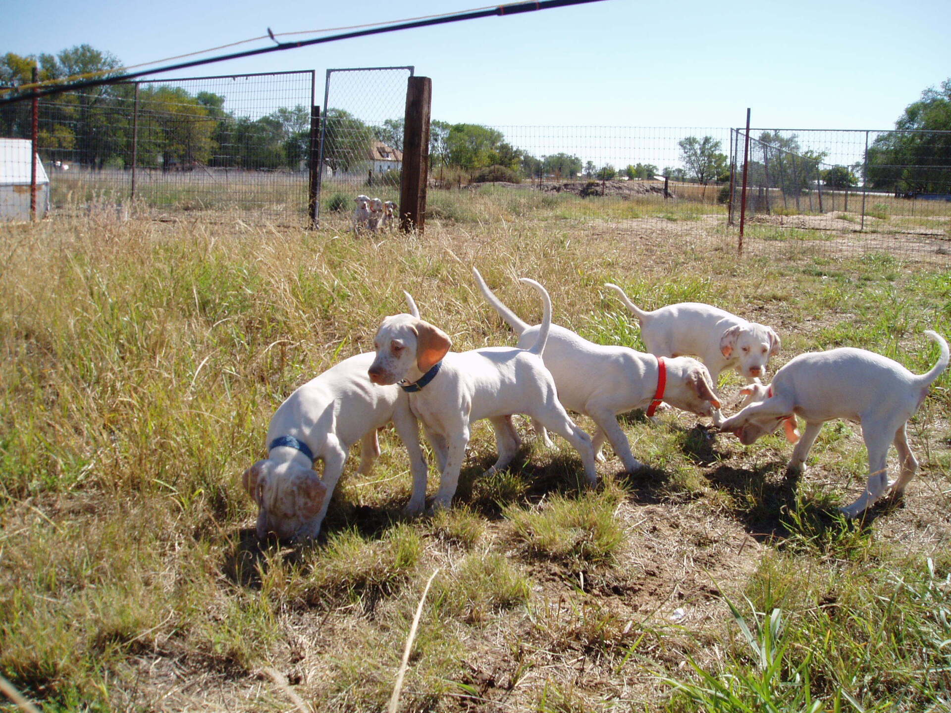Oklahoma Quail Hunting,Guided Quail Hunt, Kansas Quail Hunting
