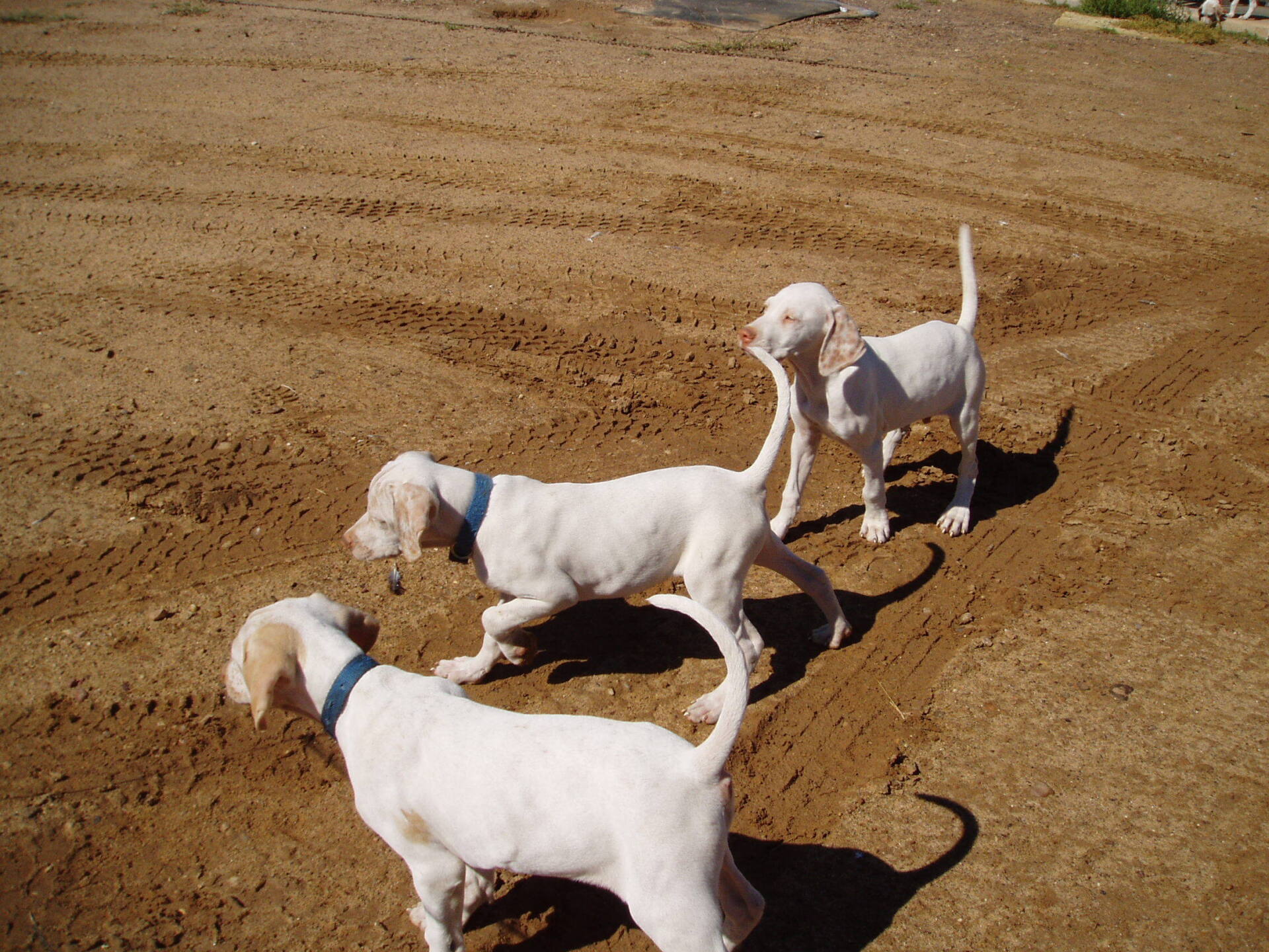 Oklahoma Quail Hunting,Guided Quail Hunt, Kansas Quail Hunting