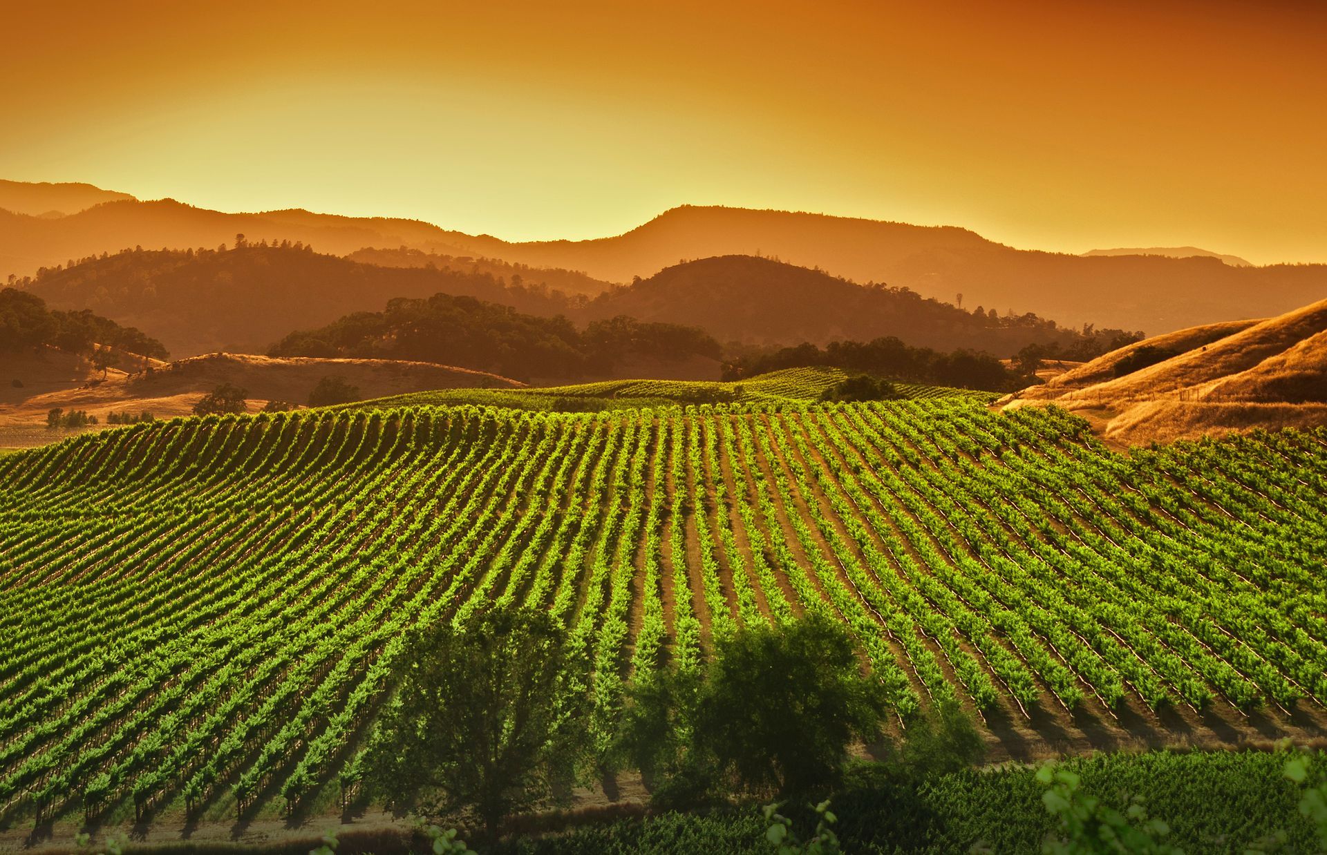 Rows of vibrant green grapevines cover rolling hills under a warm, golden sunset sky.