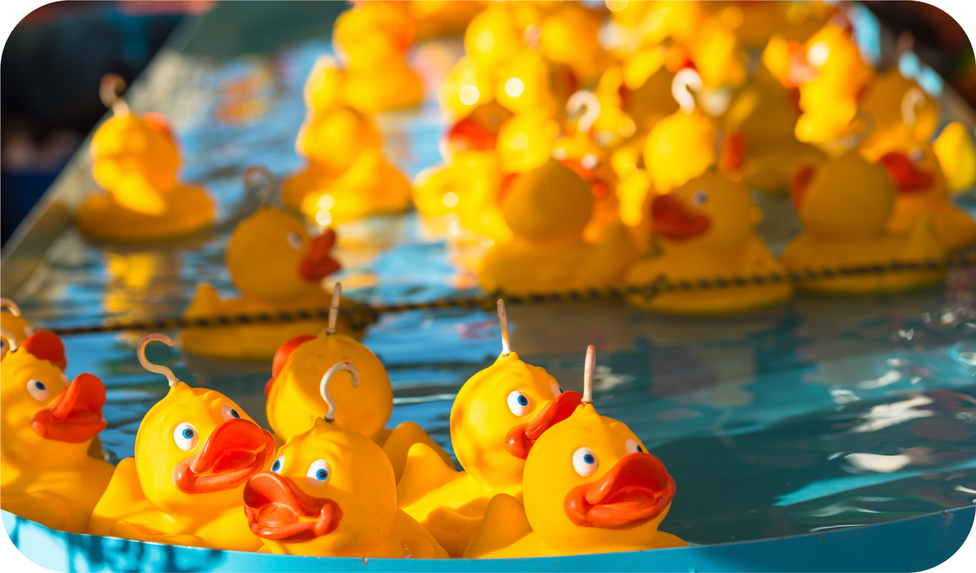 A bunch of yellow rubber ducks are floating in a pool of water.