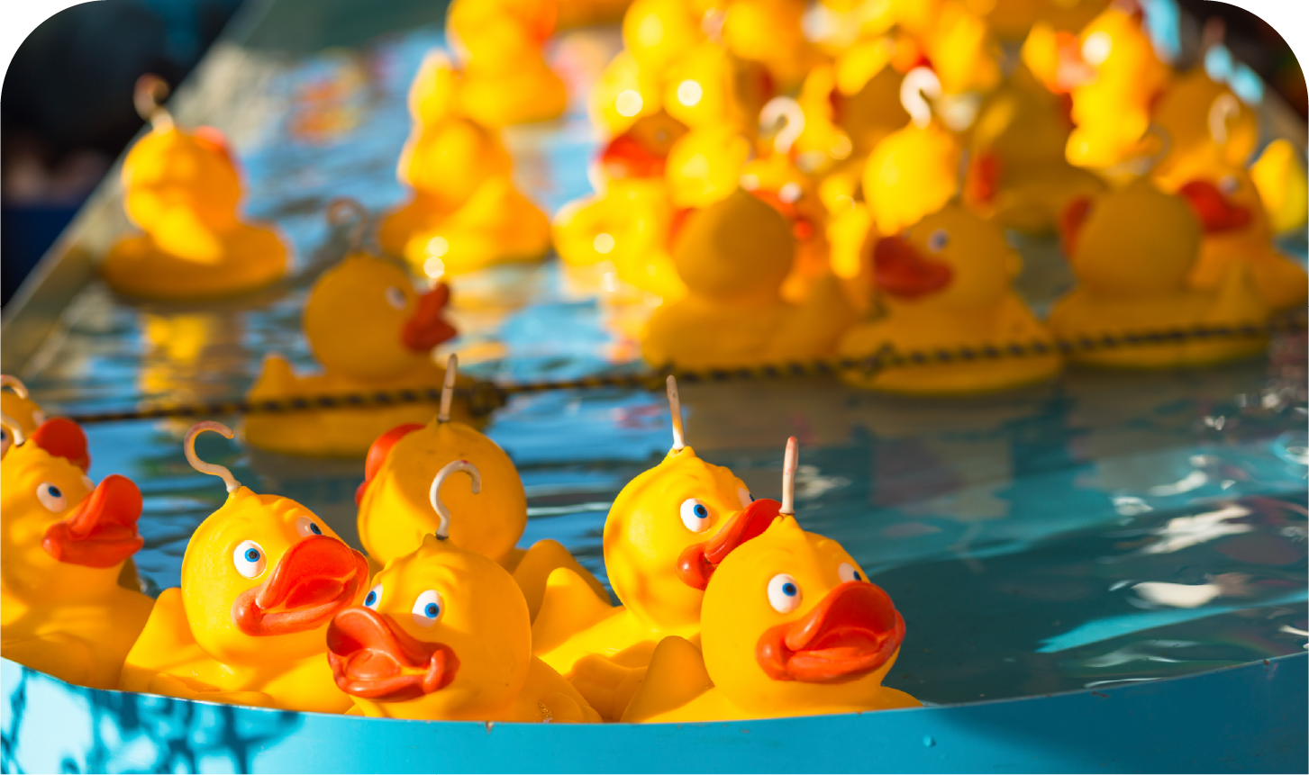 A bunch of yellow rubber ducks are floating in a pool of water.