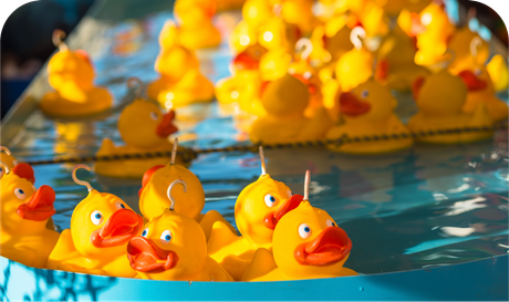 A bunch of yellow rubber ducks are floating in a pool of water.