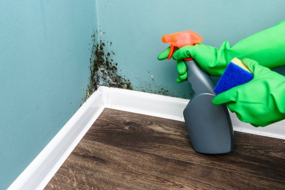 Person Wearing Green Gloves Sprays Moldy Wall With Cleaner and Holds a Sponge — DAH Cleaning Services in Port Douglas, QLD