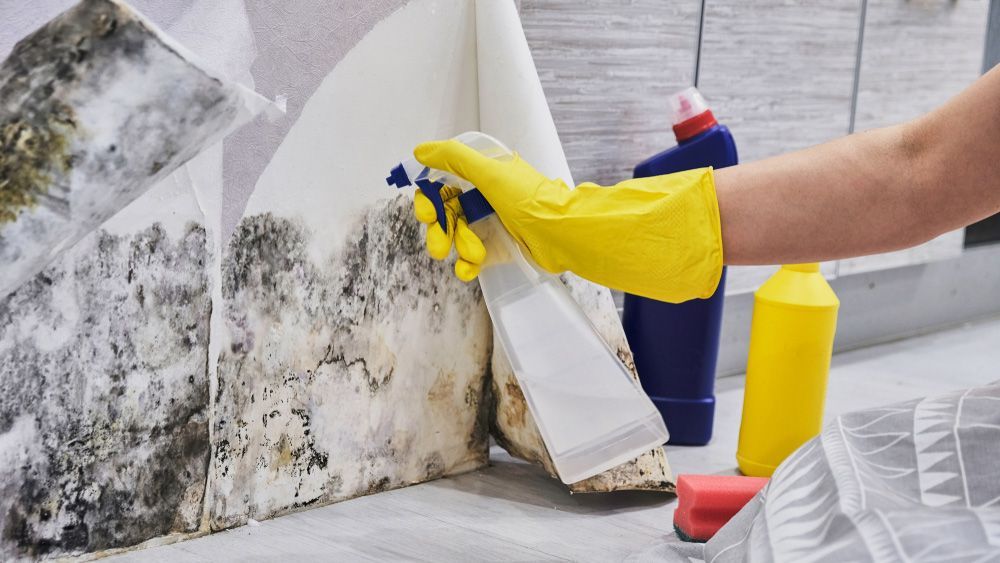 Person in Yellow Gloves Spraying Mold on a Wall — DAH Cleaning Services In Bungalow, QLD
