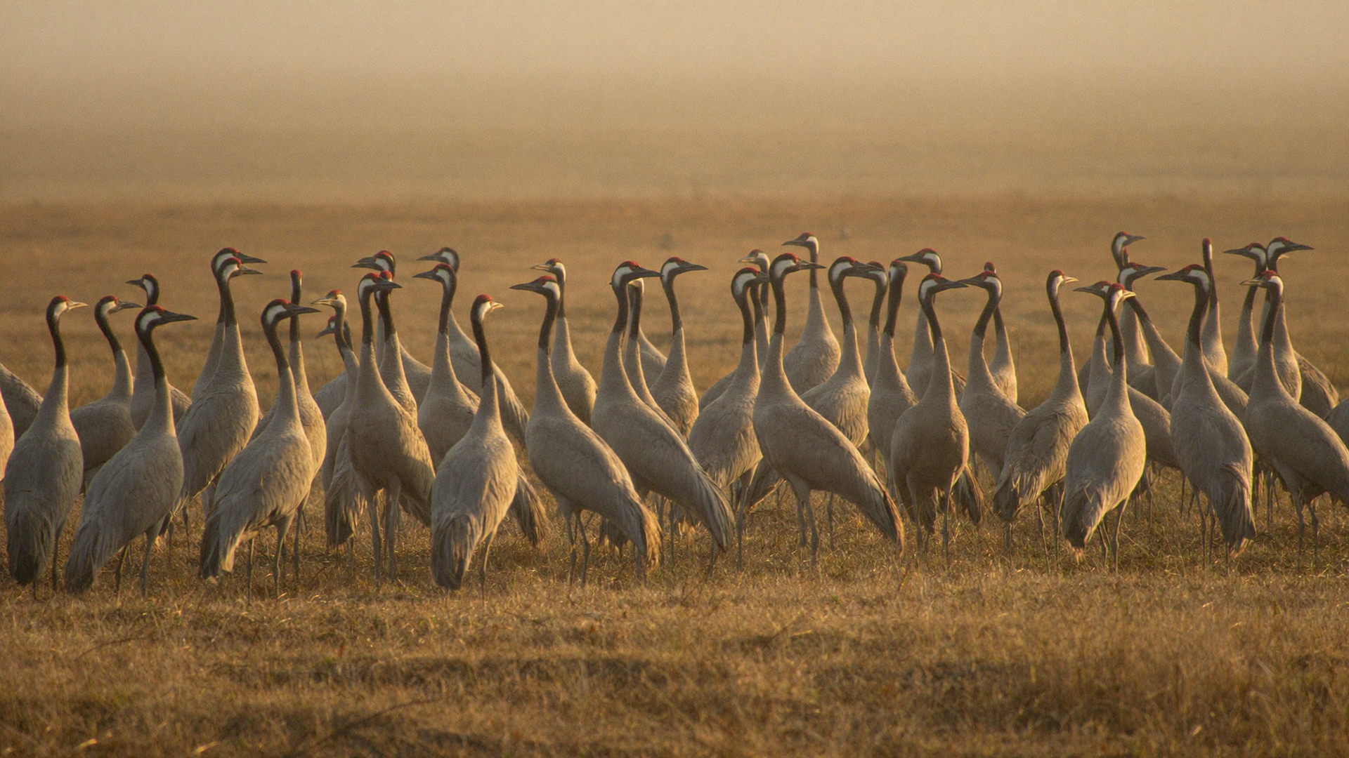 Hundreds of sandhill cranes on the winter prairie at Paynes Prairie near Gainesville
