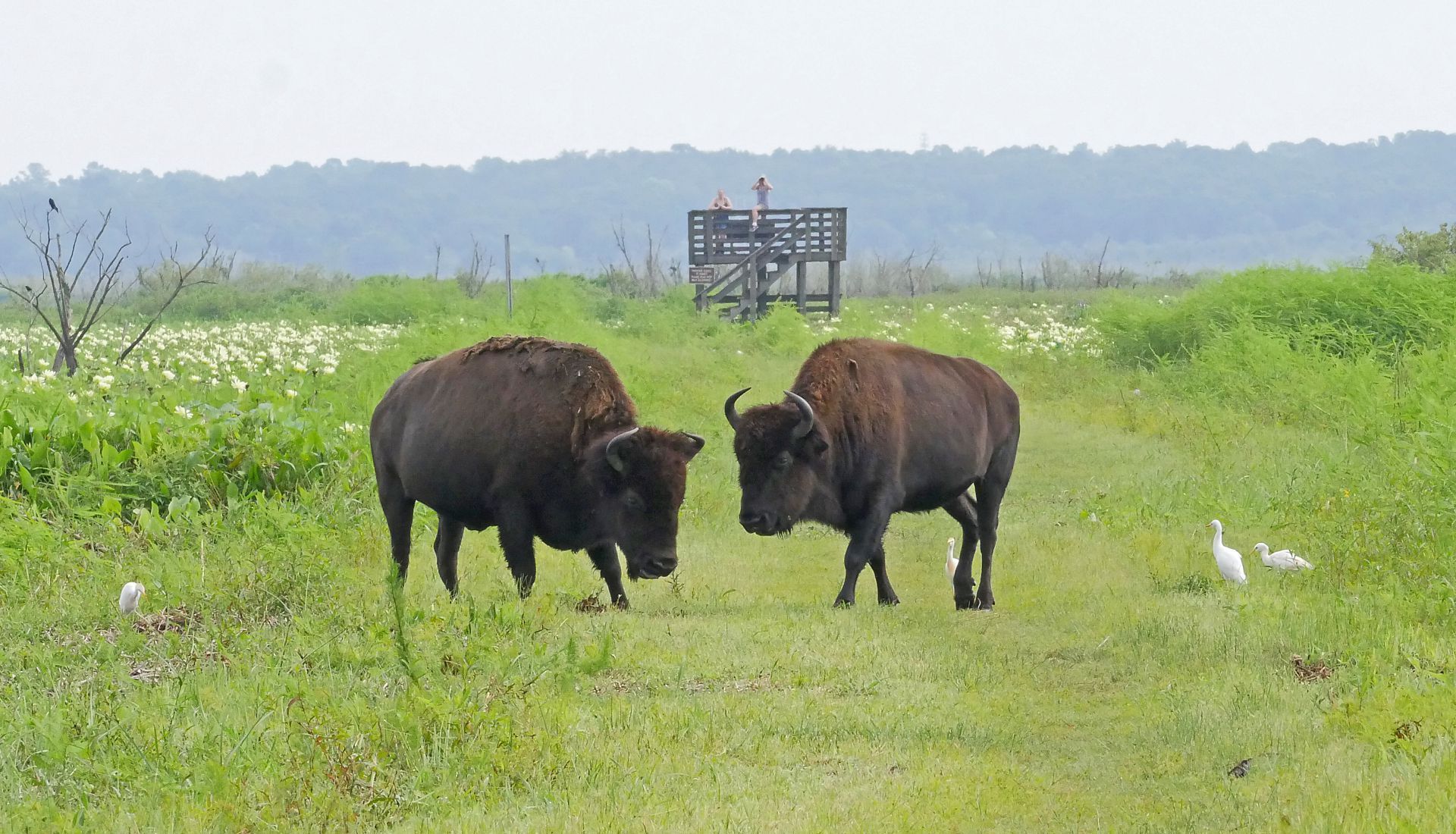 Bison and egrets on the open Paynes Prairie near Gainesville with the observation boardwalk