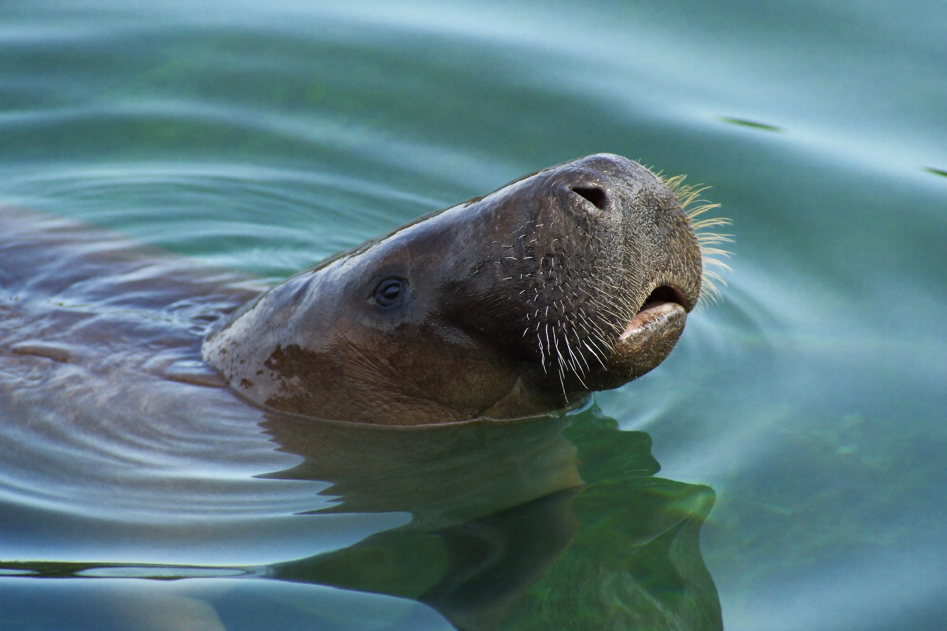 A Florida manatee surfacing for air in a clear blue-green spring