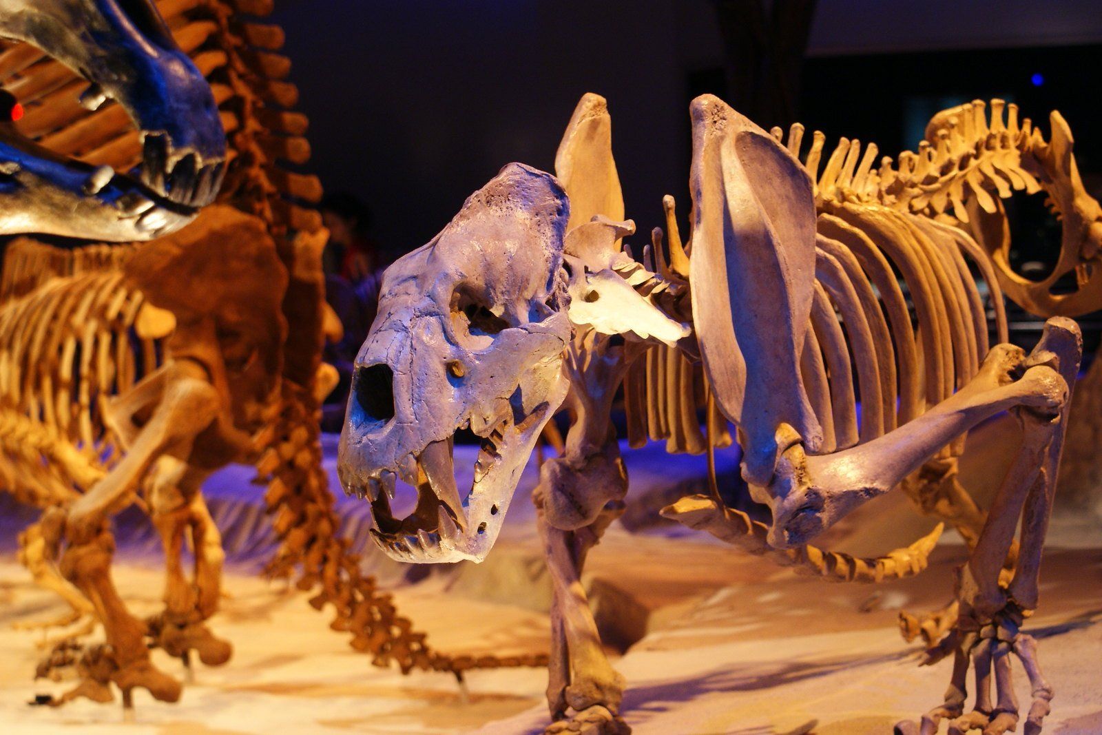 Fossil skeletons on display at the Florida Museum of Natural History in Gainesville