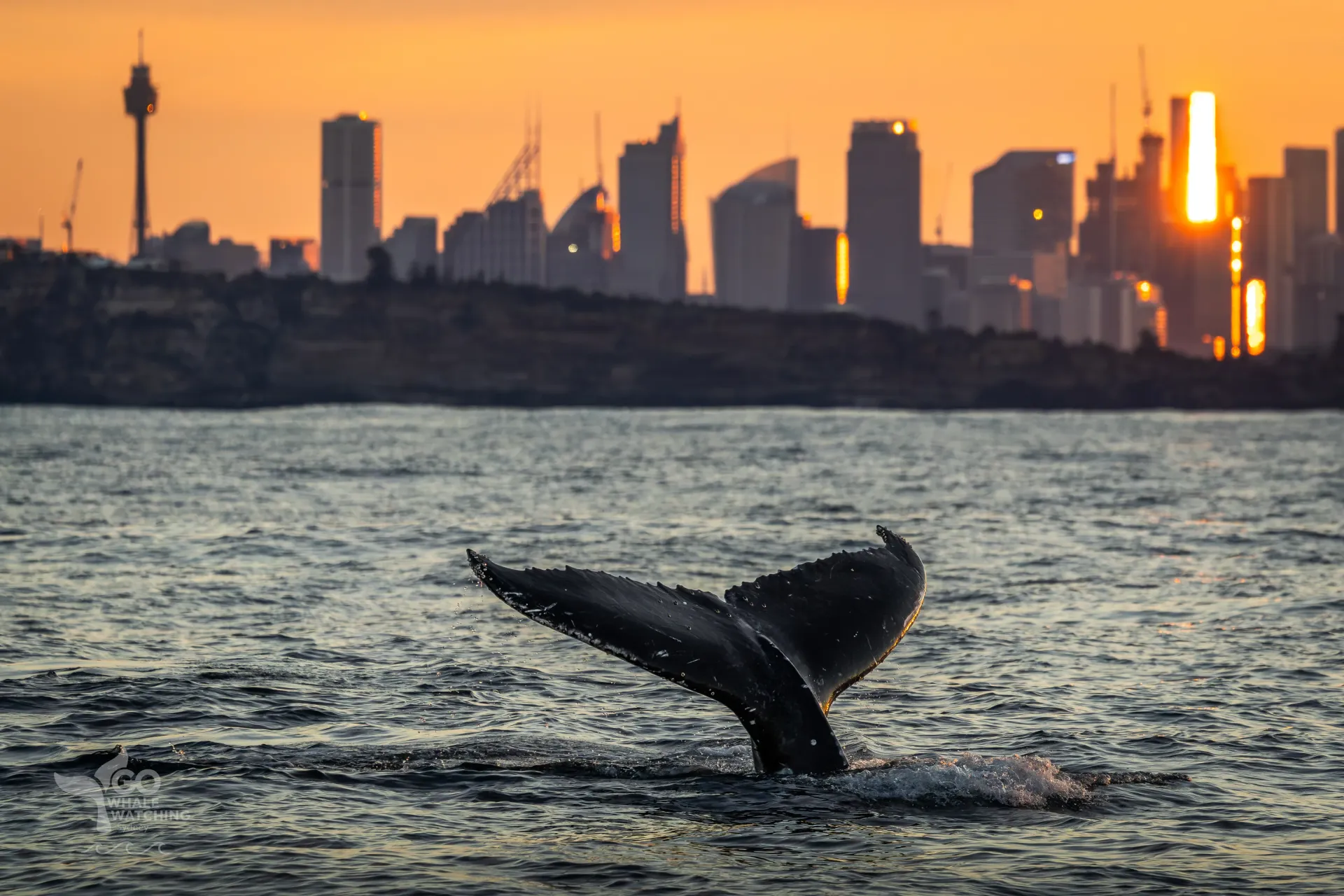 whale in Sydney Harbour during a whale watching cruise 