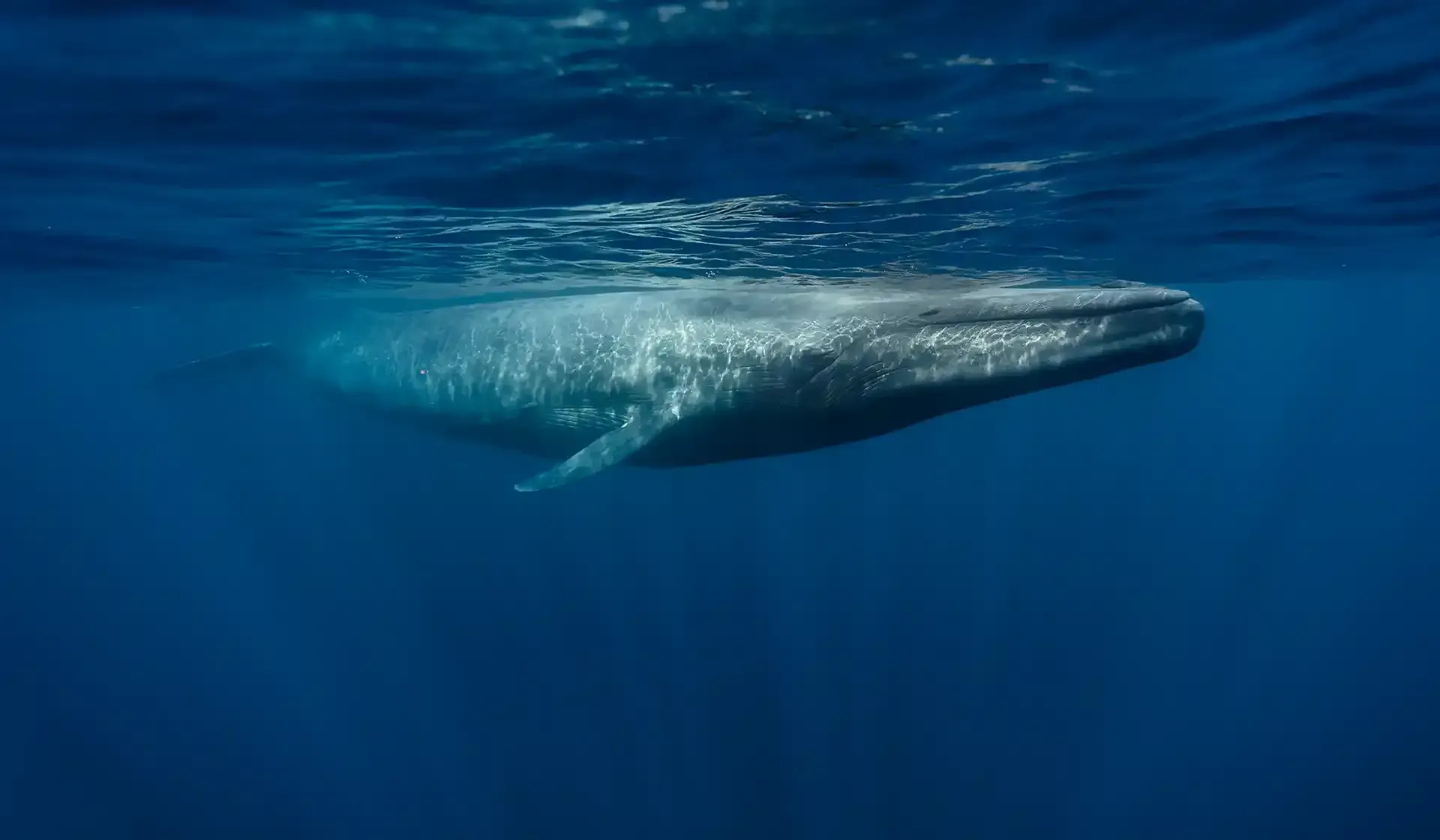 Rare blue whale species in Sydney
