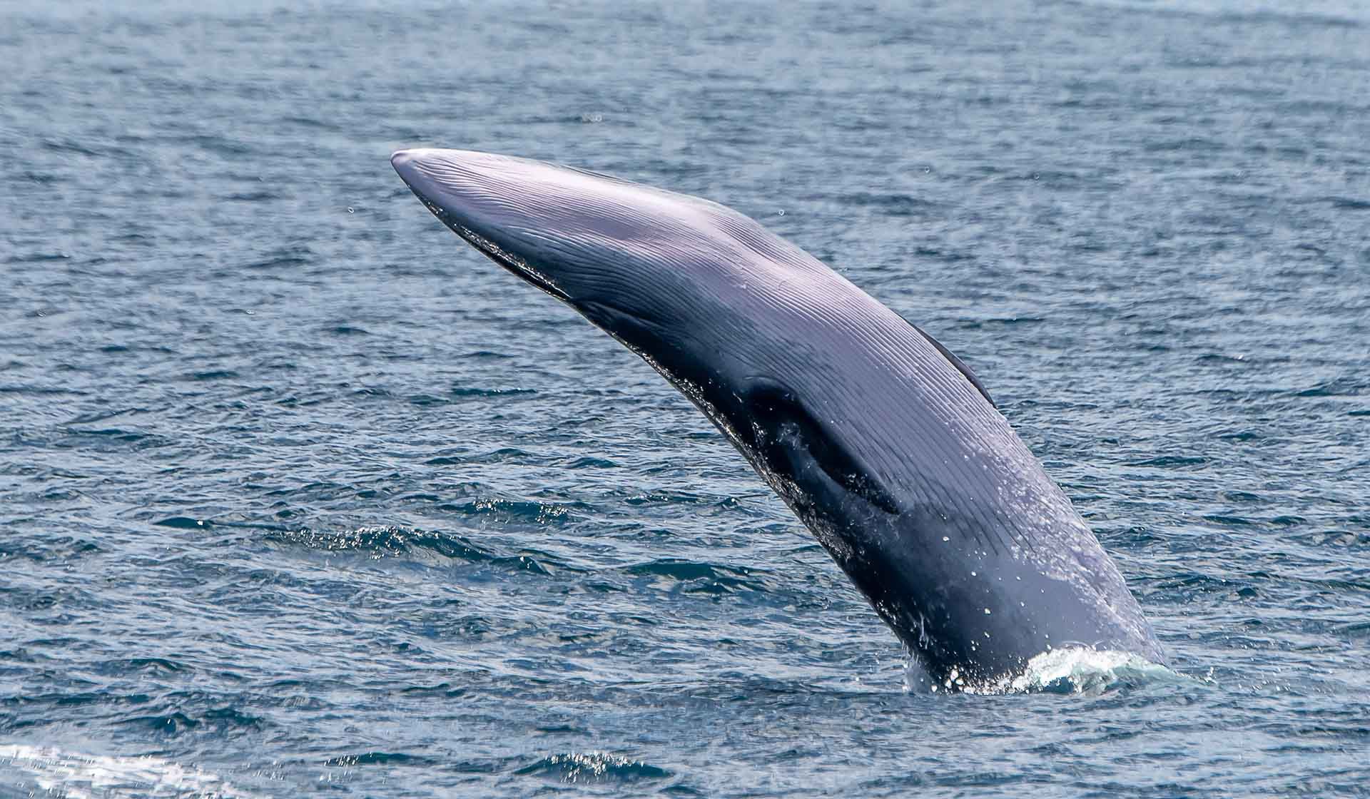 Bryde's whale breaching in Sydney Harbour