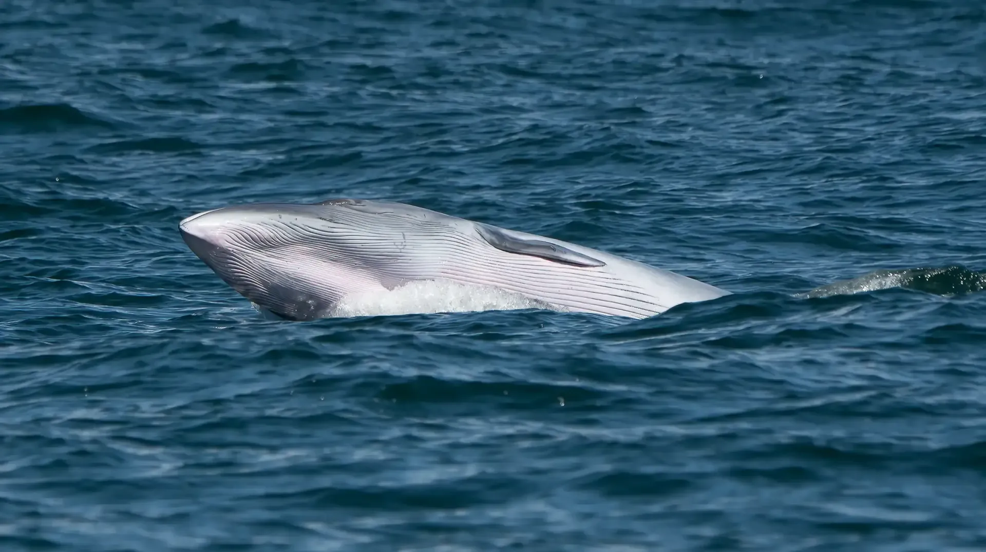 Bryde's whale species spotted in Sydney Harbour