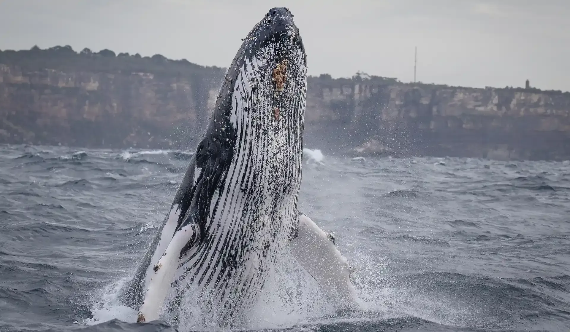 Humpback whale breaching in Sydney Harbour