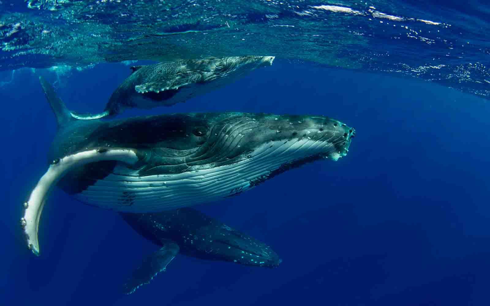 humpback whale and whale calf 