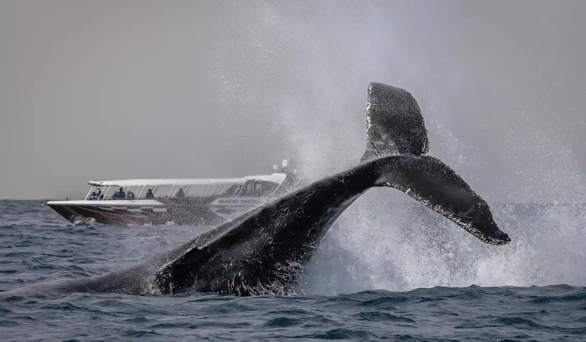 Small whale watching boat cruise in Sydney