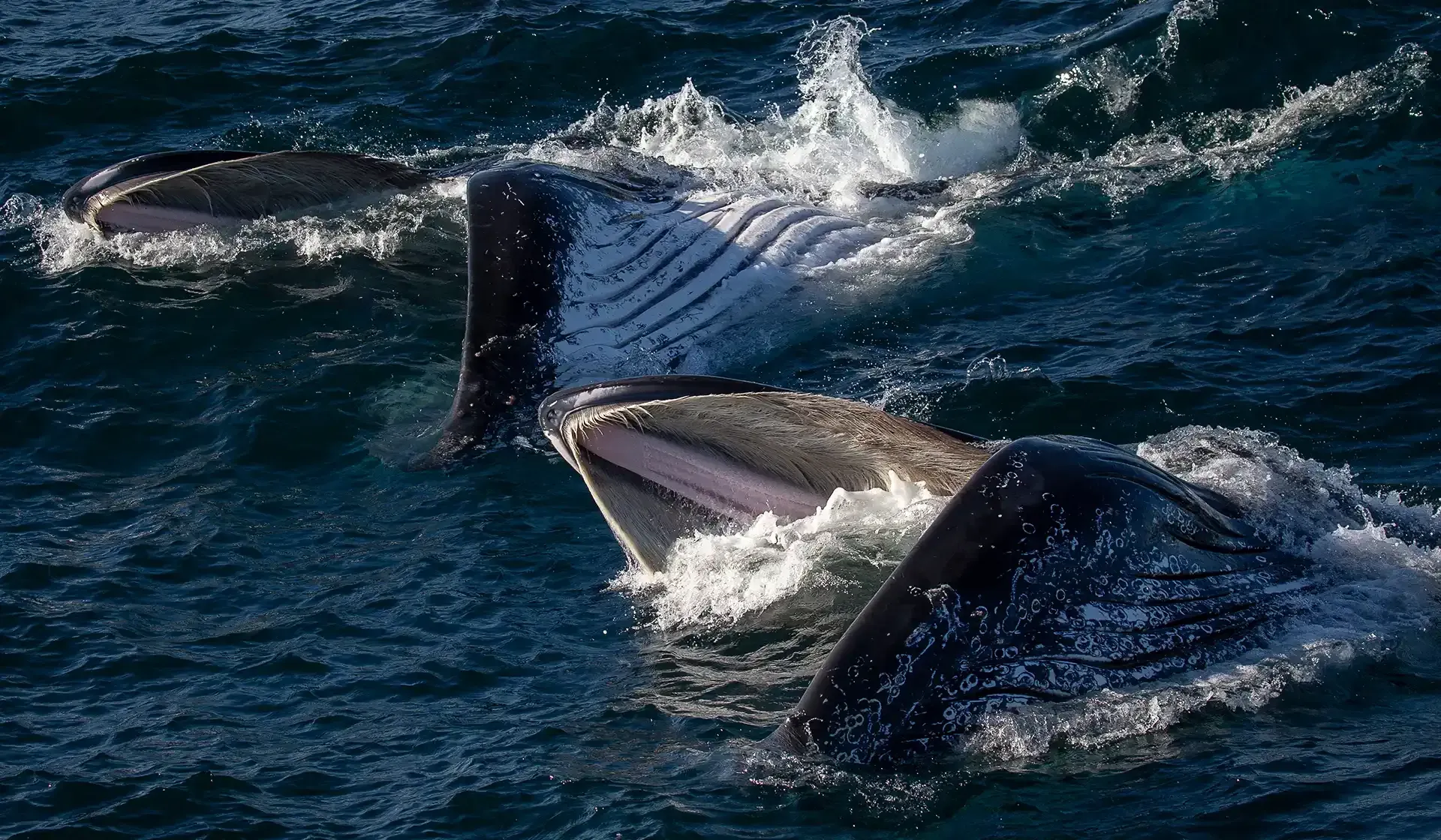 Two humpback whales feeding on krill