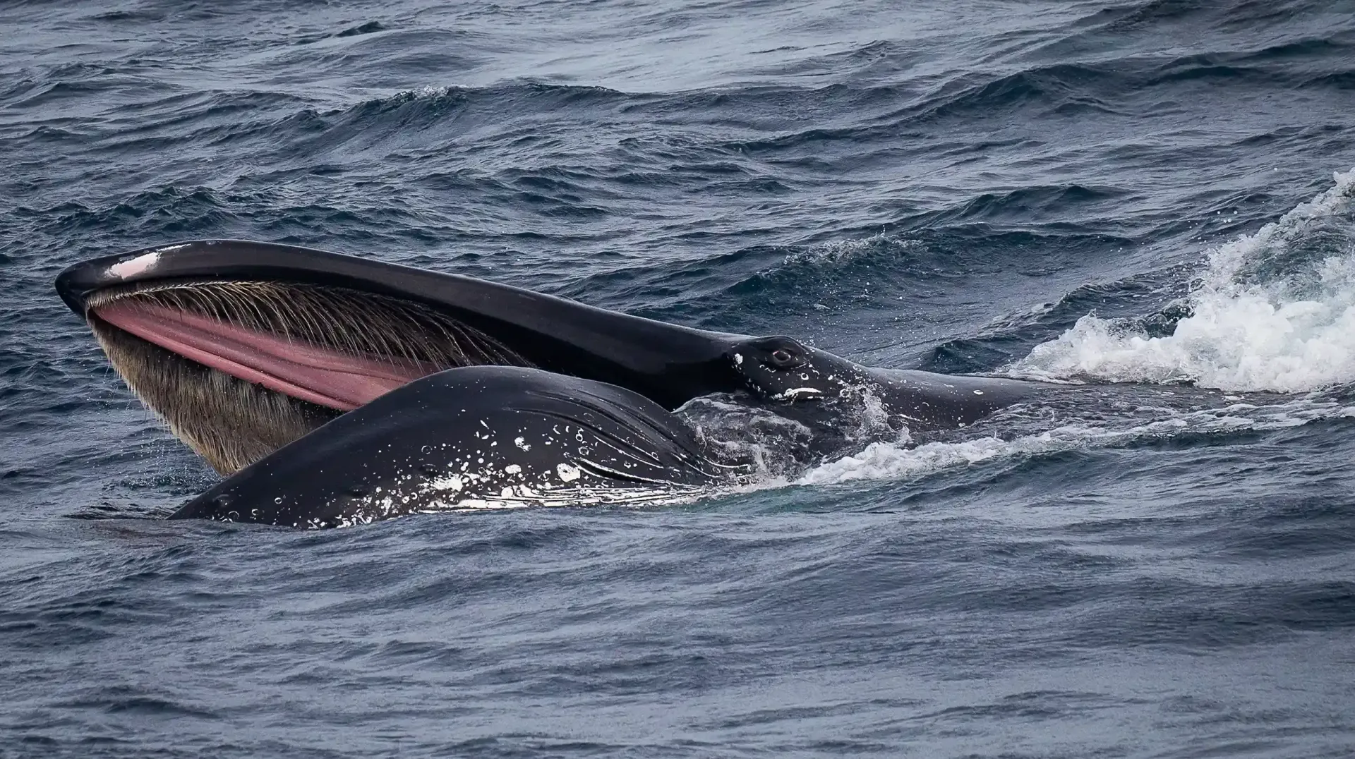 Humpback whale lunge feeding in Sydney