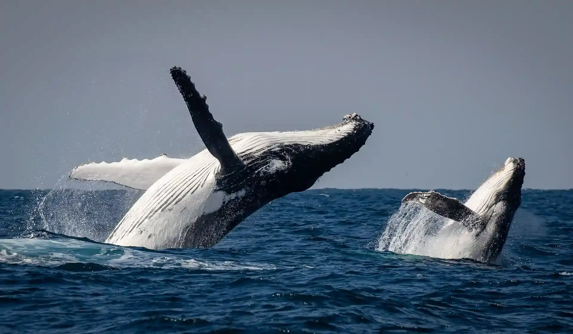 Humpback whale mother and calf breaching in Sydney