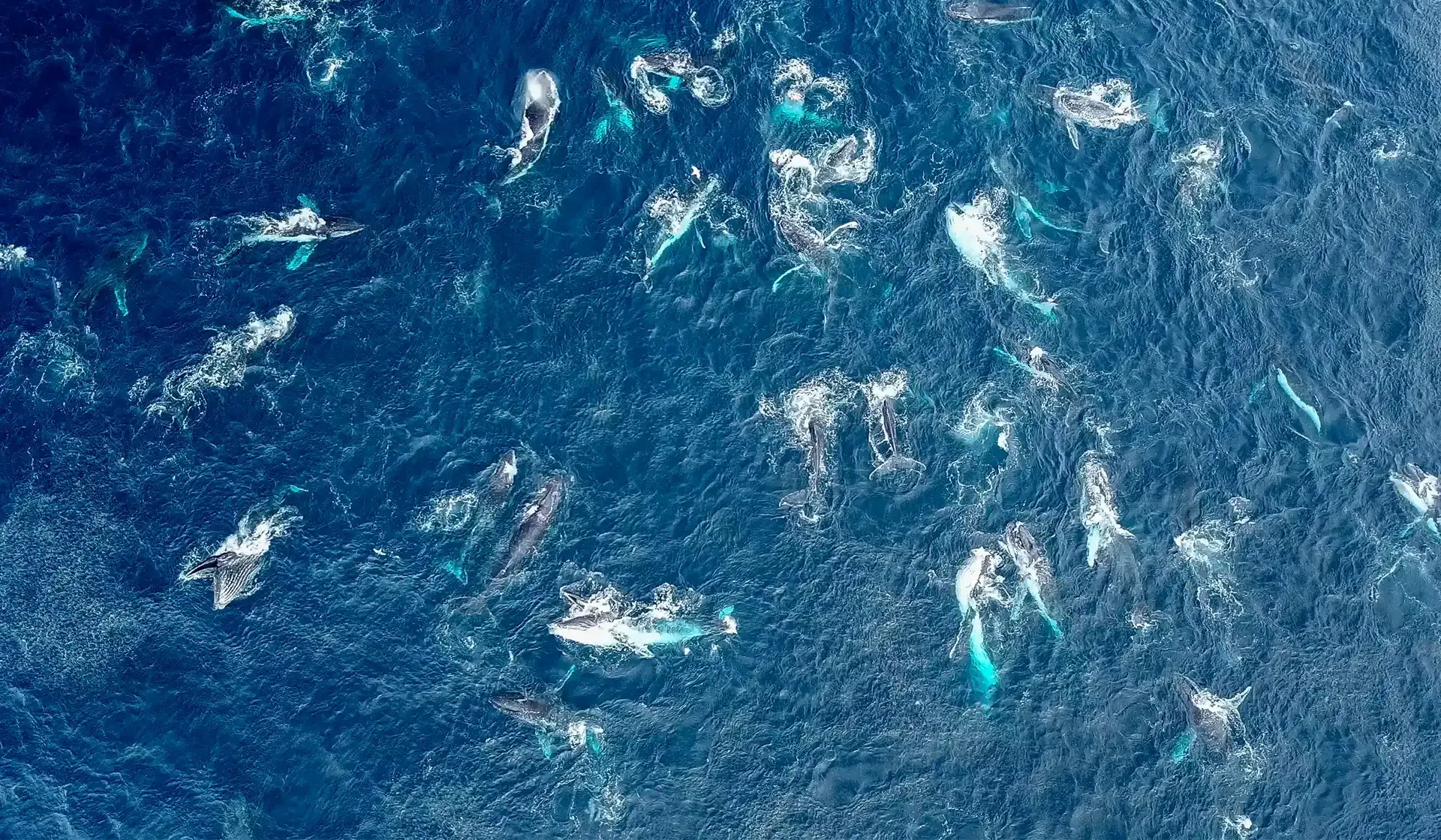 Humpback whales bubble net feeding in Bermagui, Australia