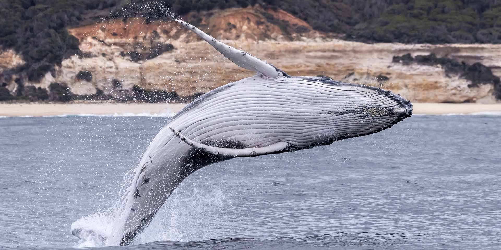 Whale Watching Tours | Eden NSW