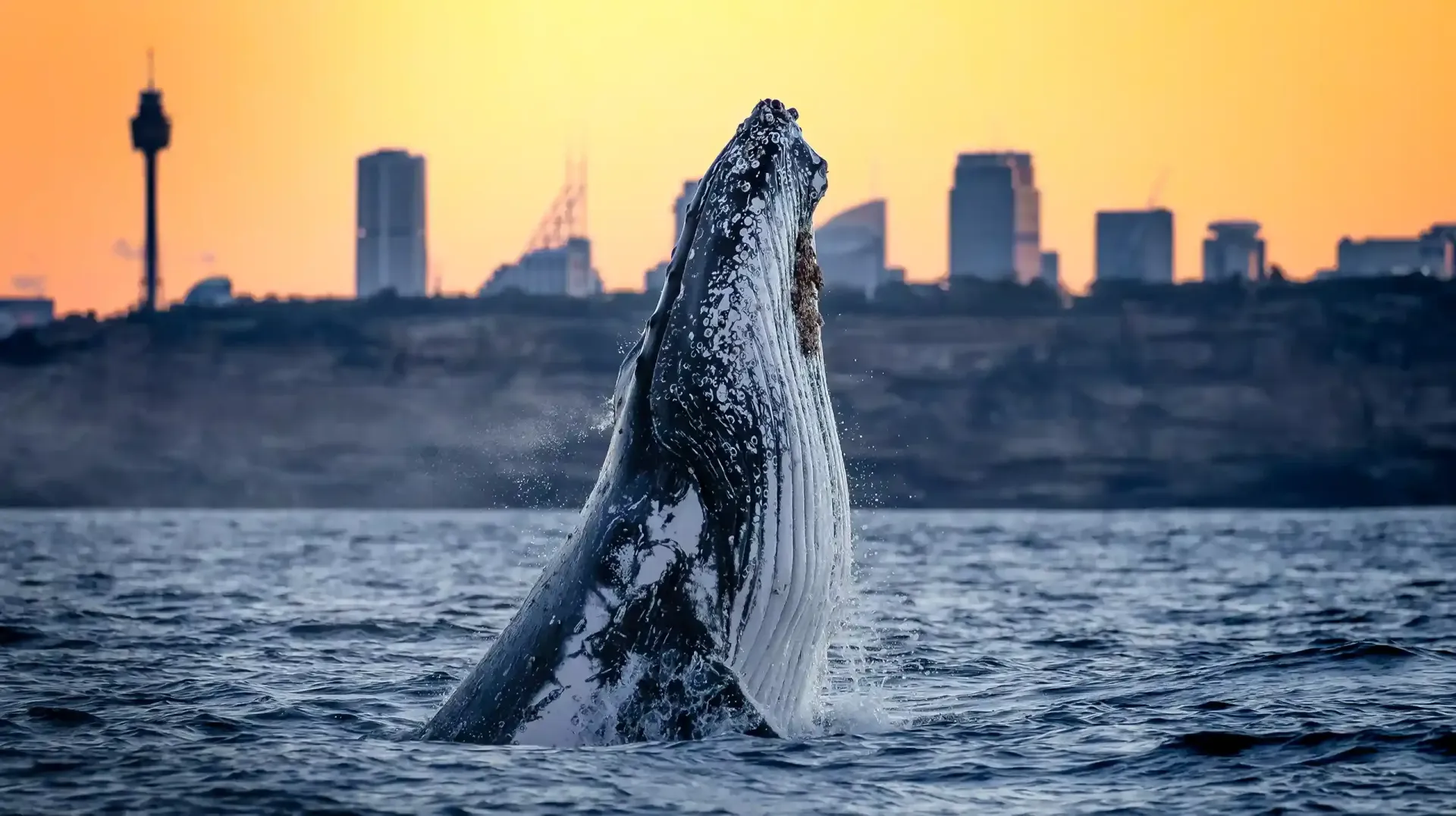 whale at sunset in Sydney
