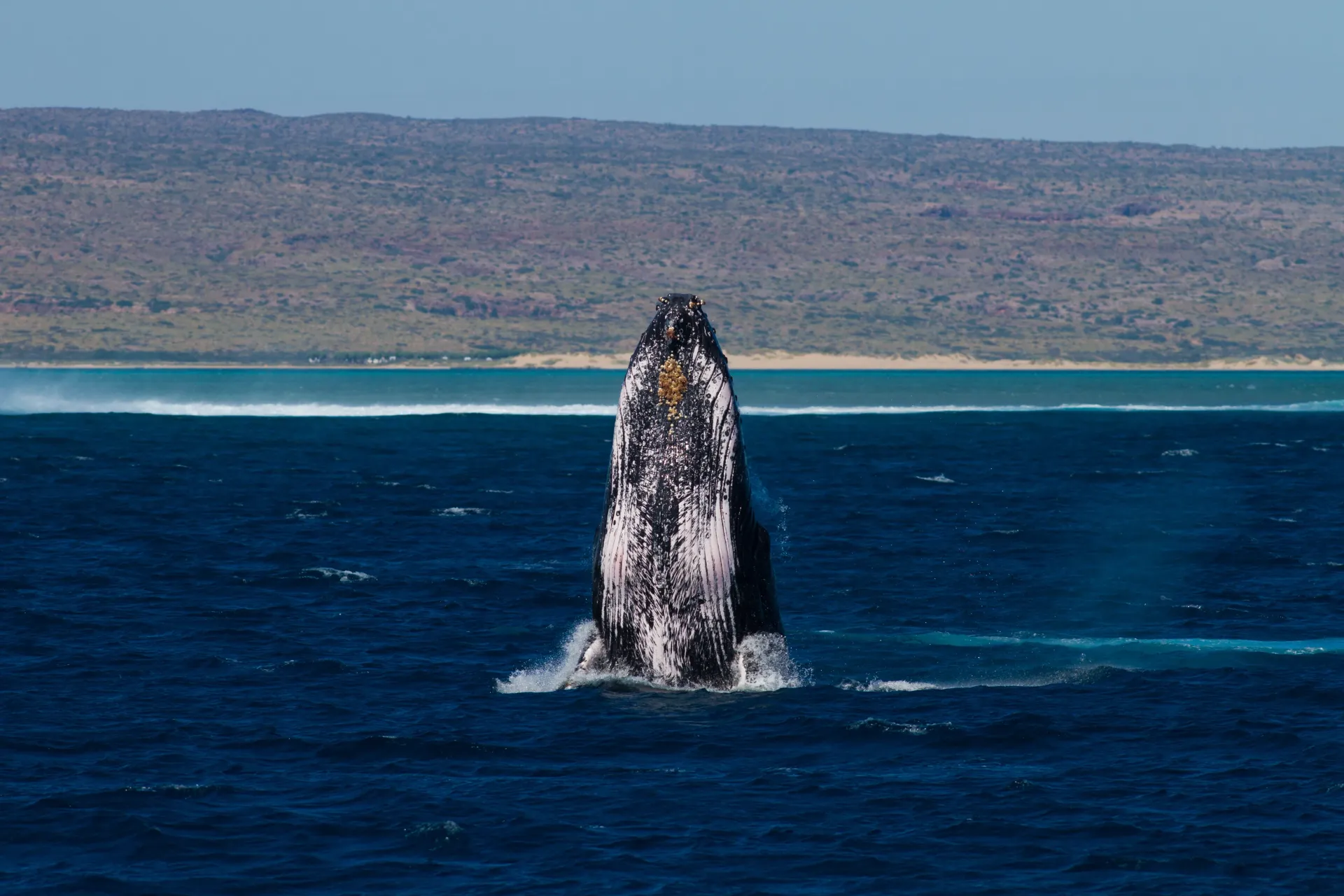 spy hopping whale 