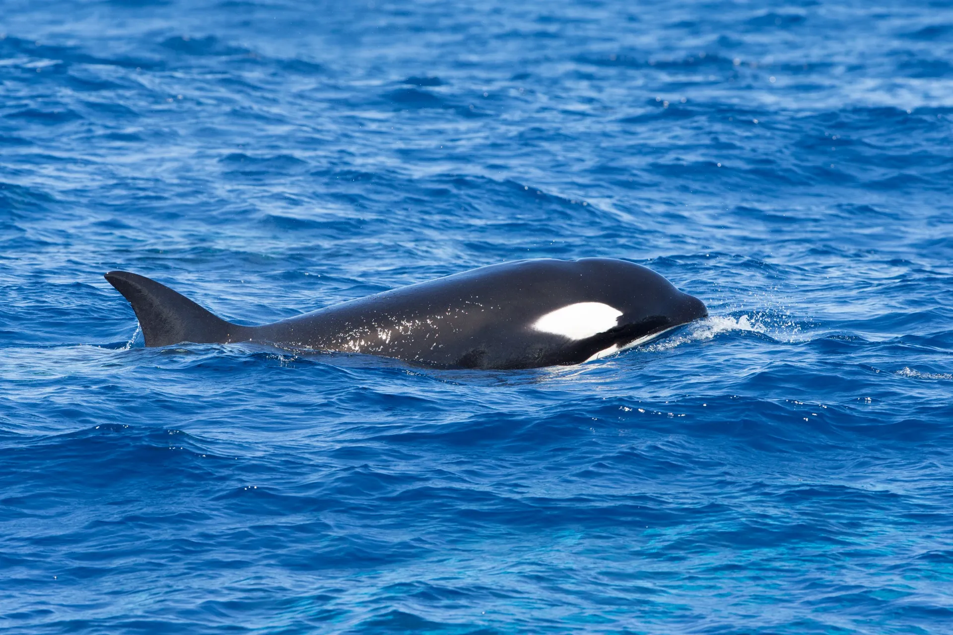 Orca Killer Whale seen on whale cruise