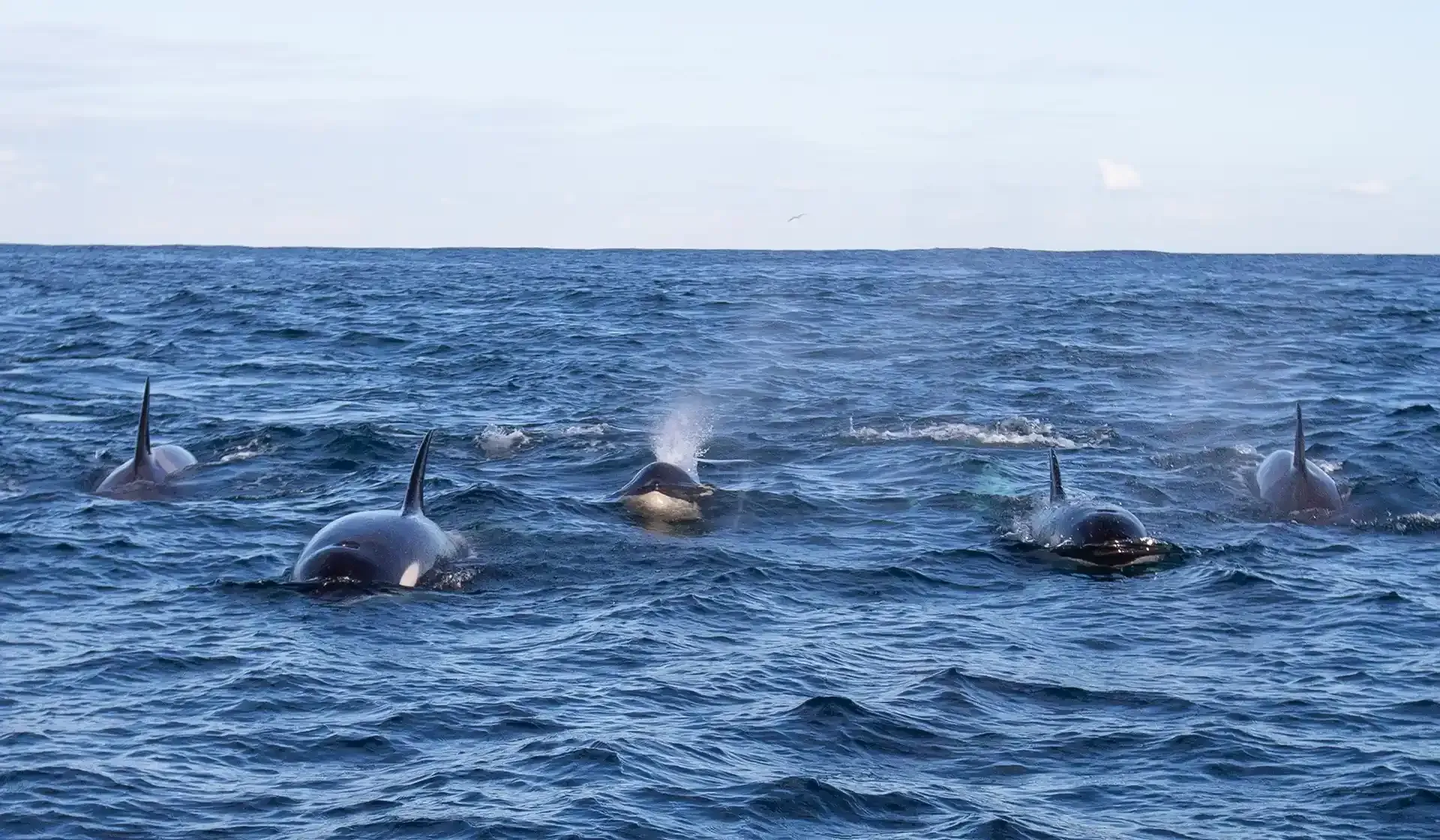 Pod of orcas swimming in Sydney Harbour