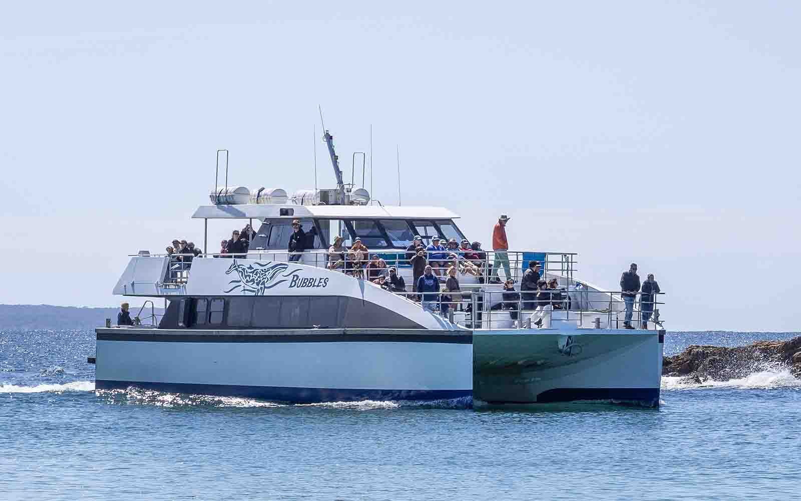 Large cruise boat is on a whale watching tour in Sydney