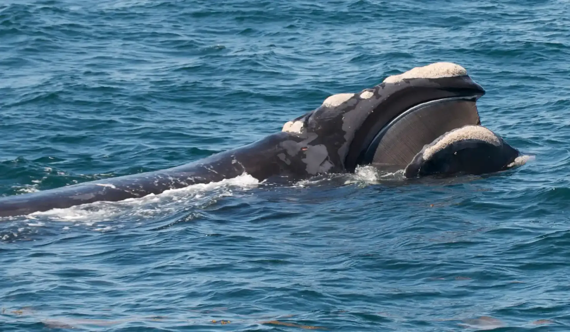 Southern right whale swimming in Sydney