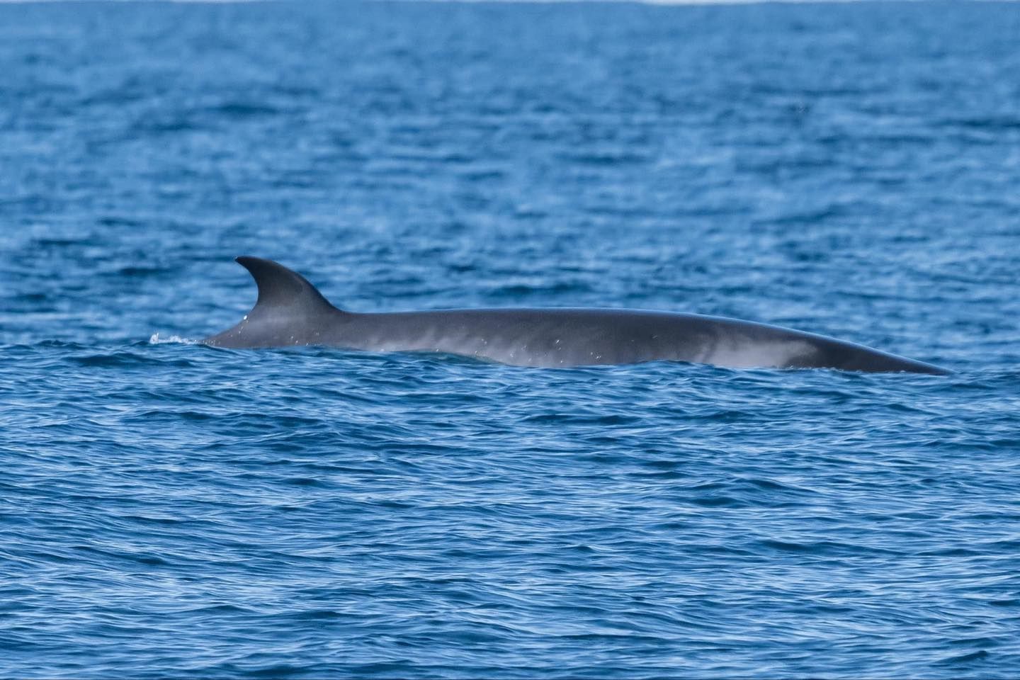 Minke whale species spotted in Sydney Harbour