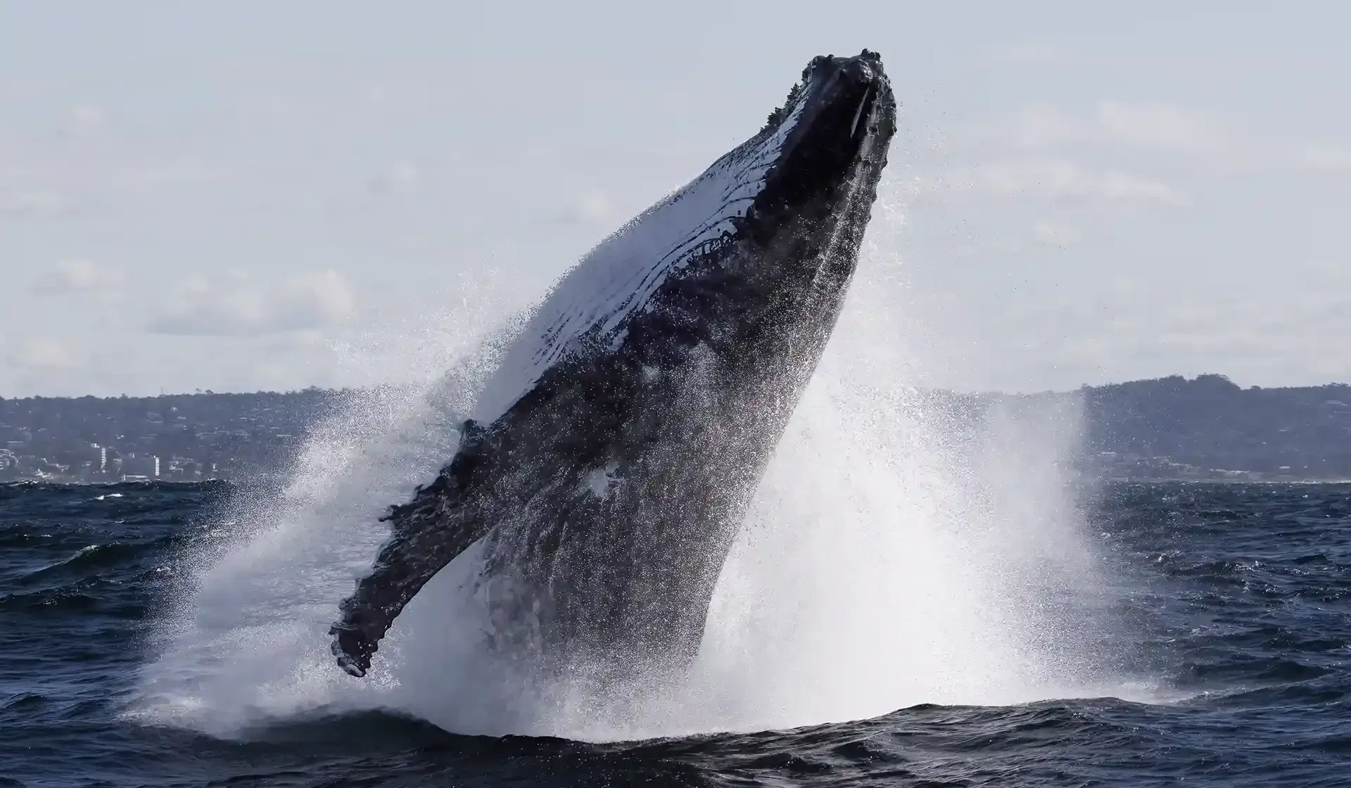 Whale breaches next to Sydney whale watching boat