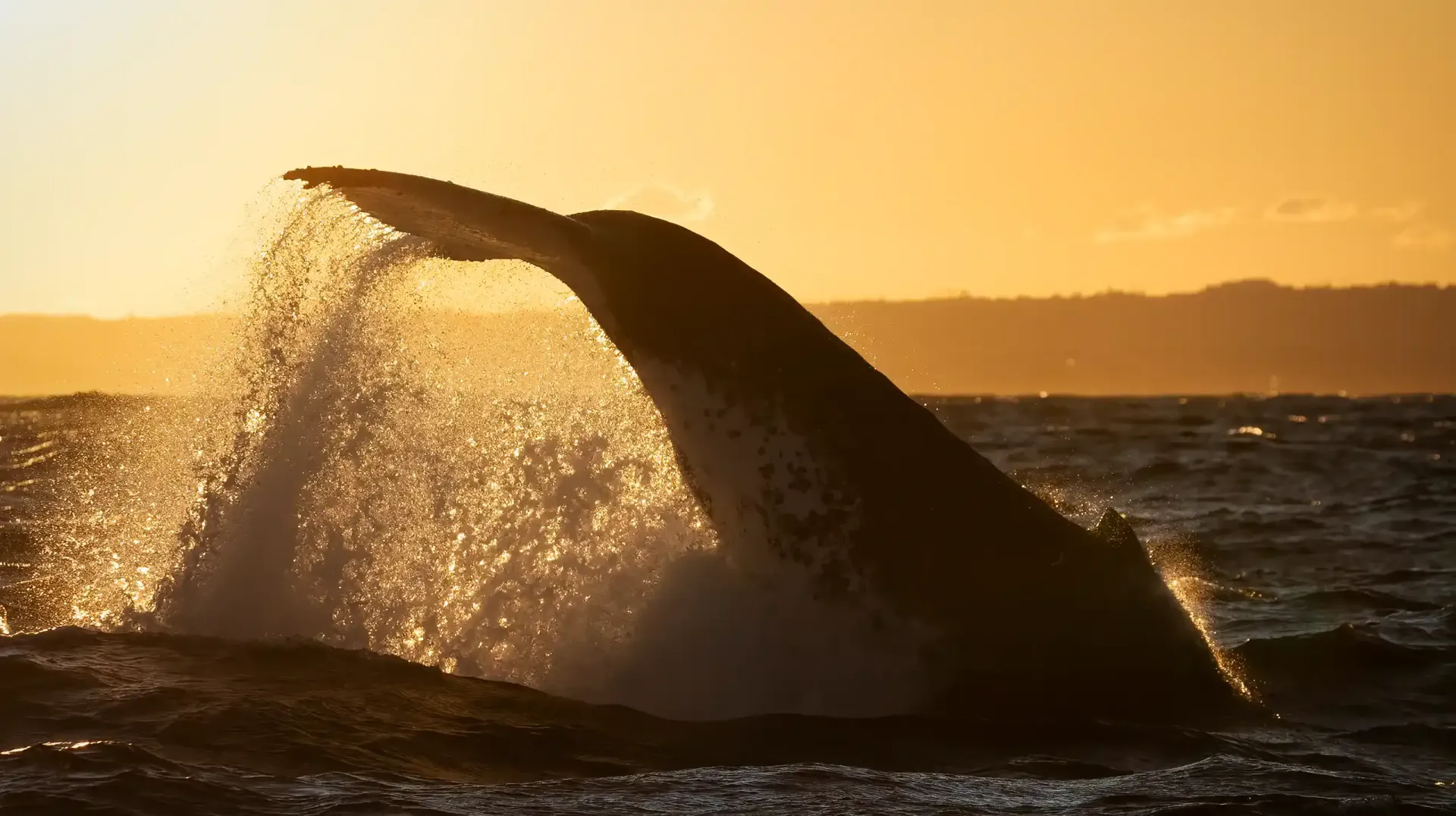 Two whales breaching on the best Whale watching tour in Sydney