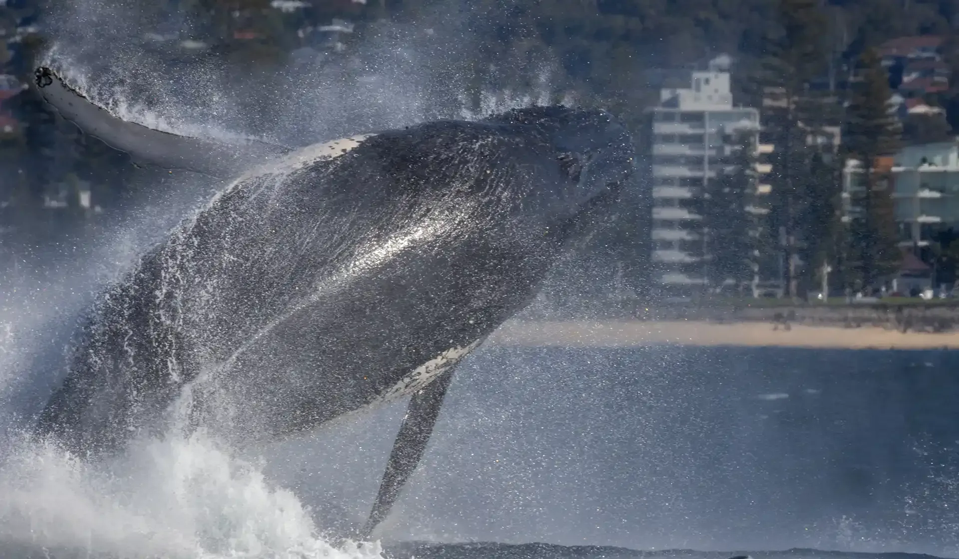 Whale breaching at Manly Beach in Sydney