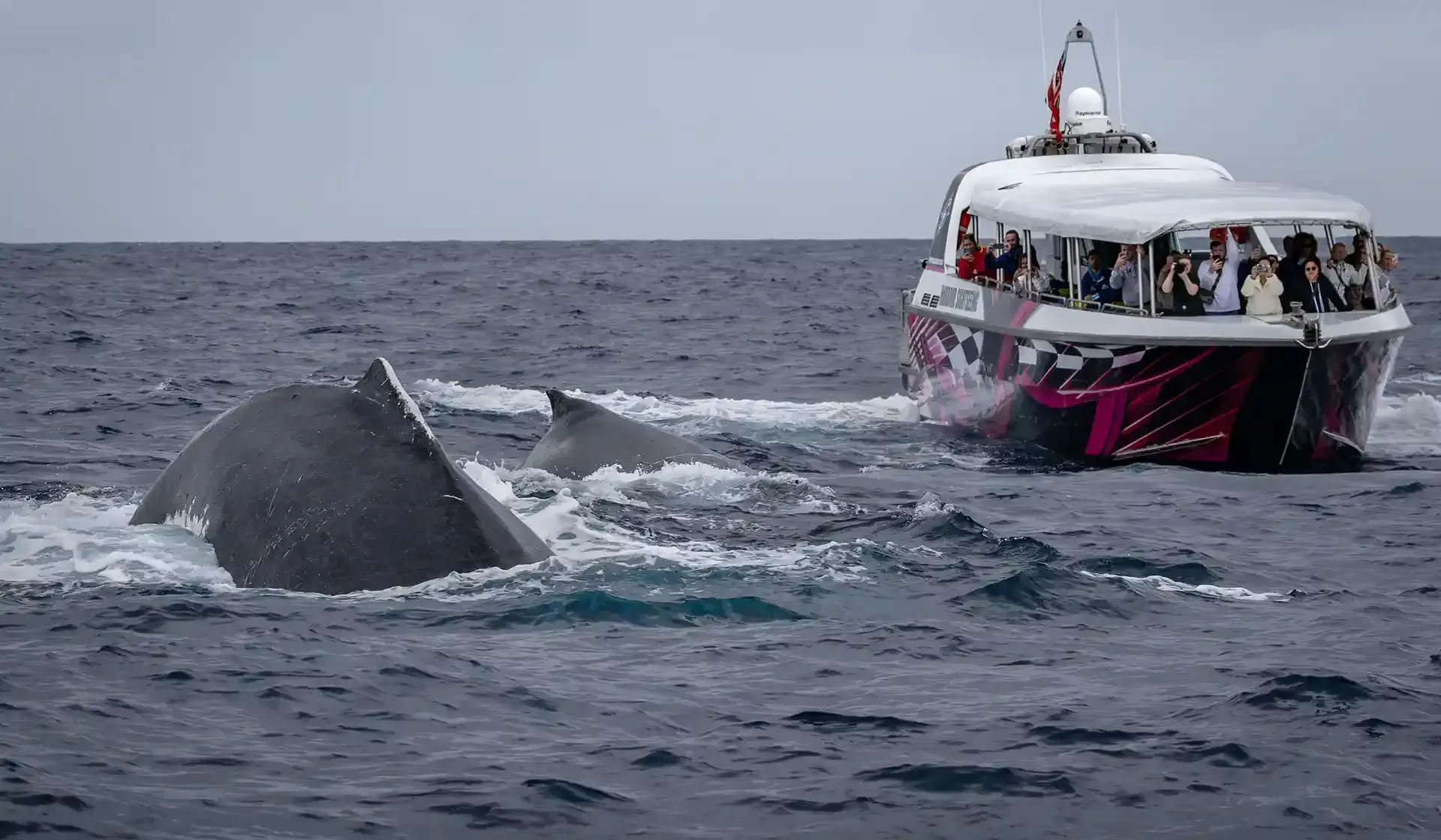Humpback whales are next to a whale watching boat in Sydney