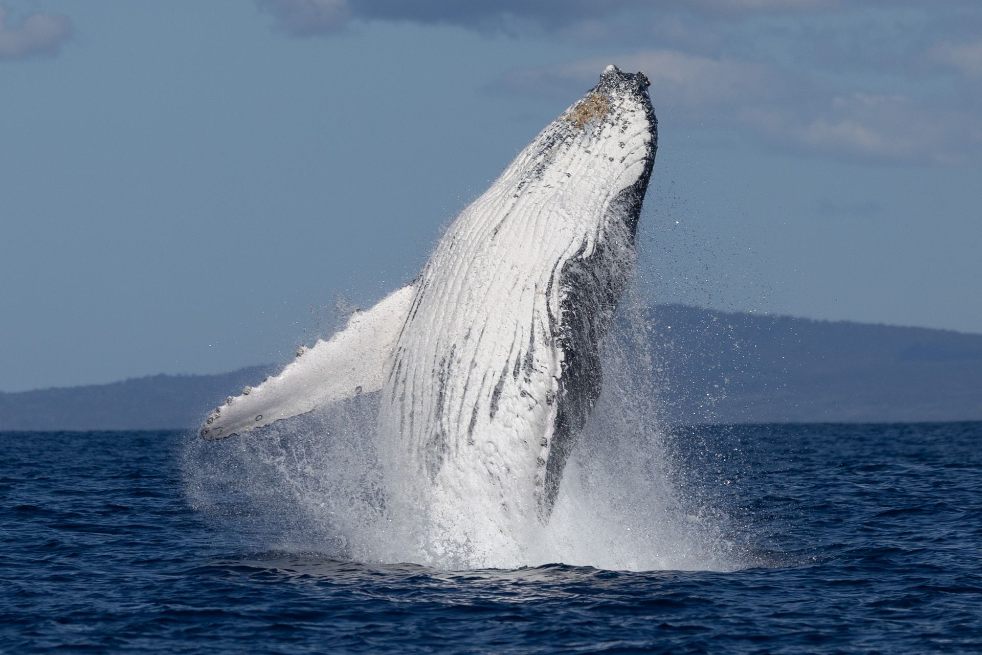 humpback whale breaching on the Sapphire Coast NSW