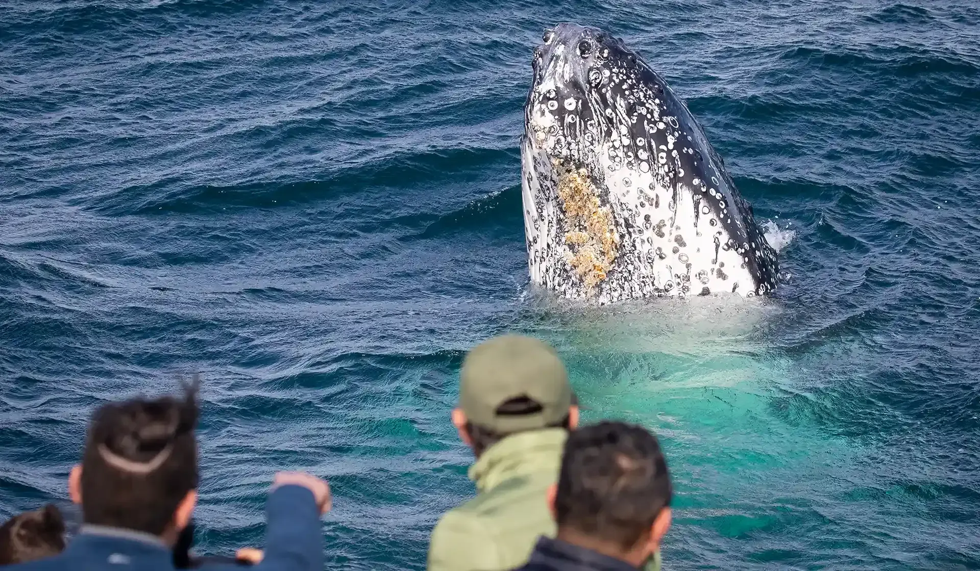 Whale Watching tours, Merimbula NSW