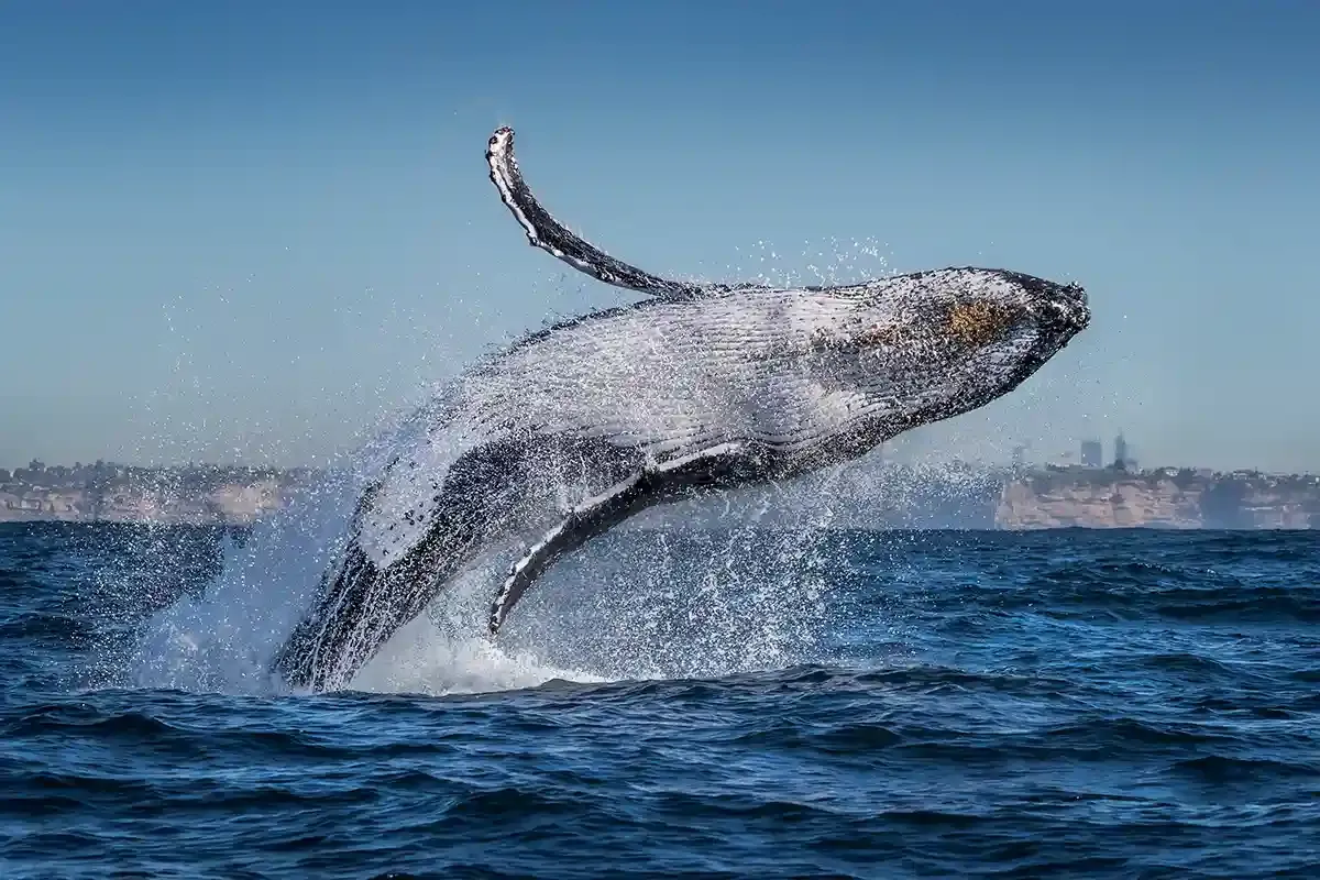 Sydney Whale Watching tour frequently asked questions