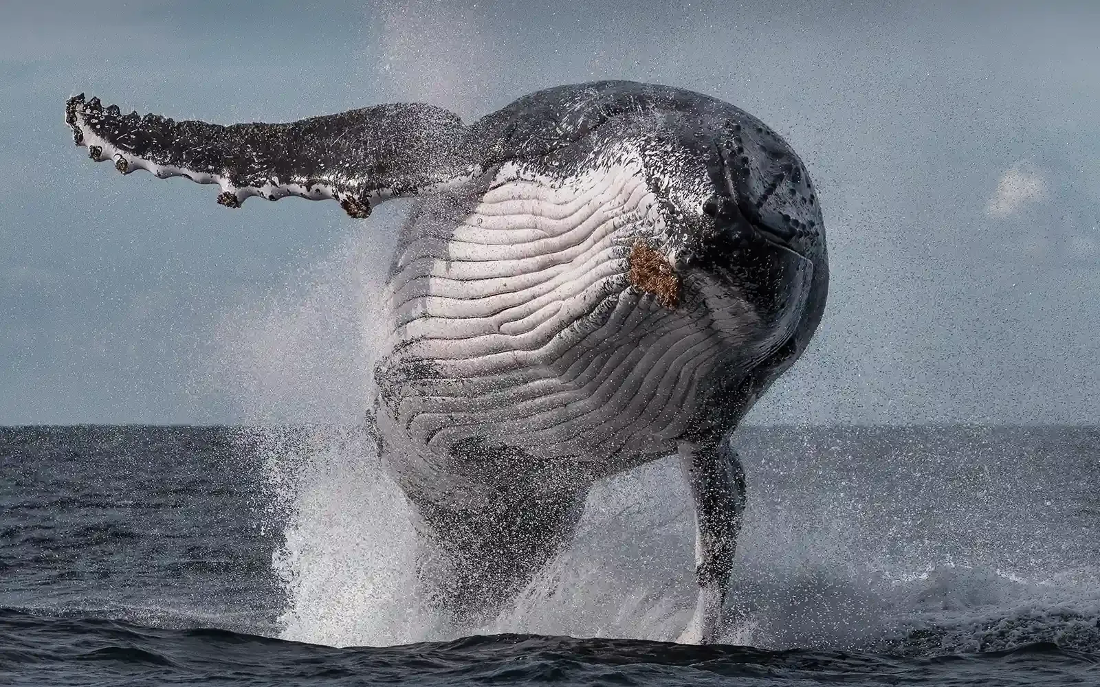 Great photo of Whale out of water during Sydney Whale Watching Tour