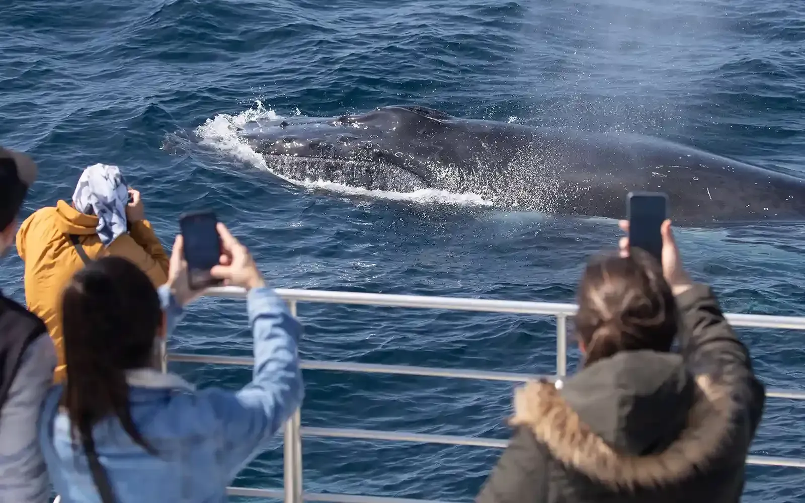 A humpback whale is jumping out of the water on the coast of Merimbula, NSW.