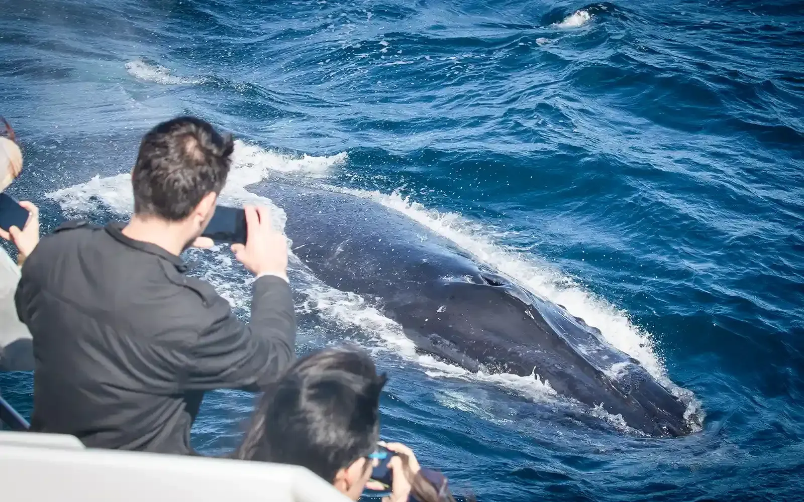 A humpback whale is coming out of the water in Sydney, NSW.