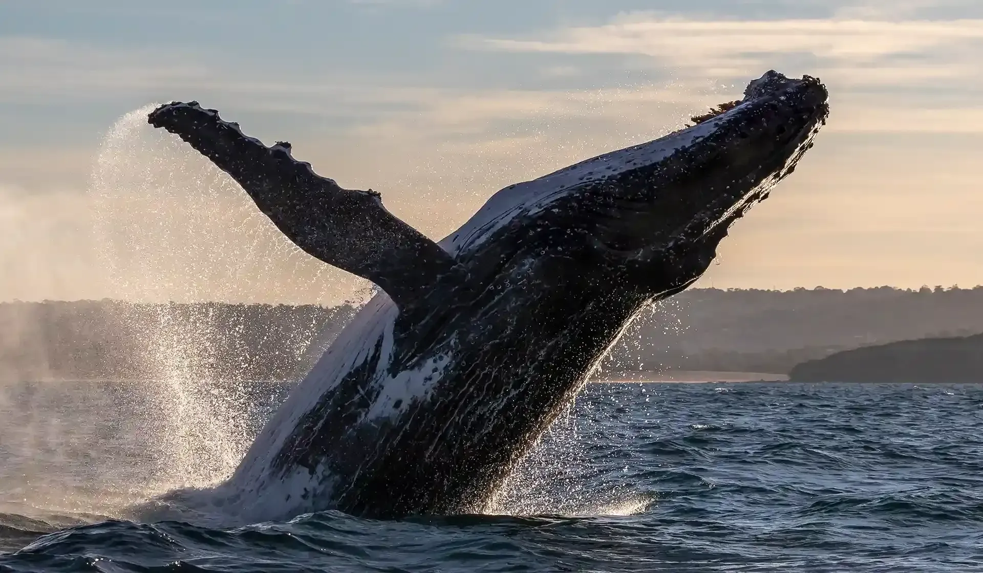 Whale Watching tours, Merimbula NSW
