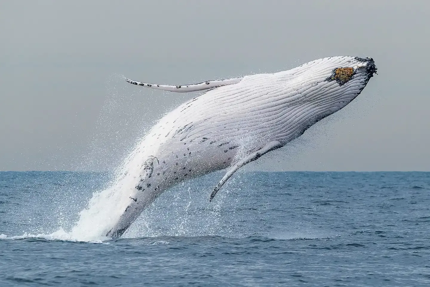 whale watching cruise boat