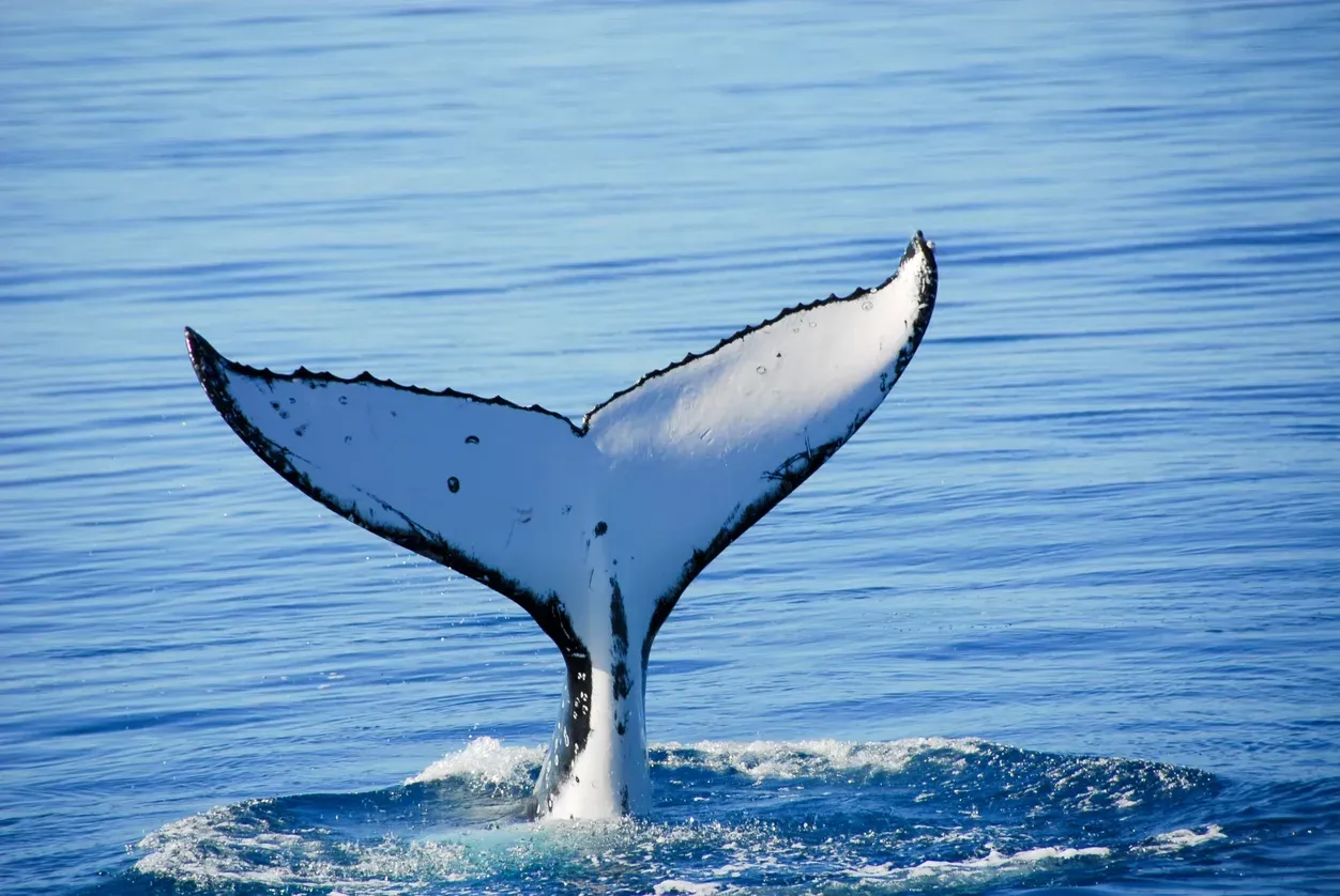 humpback whale tail during a whale watching cruise