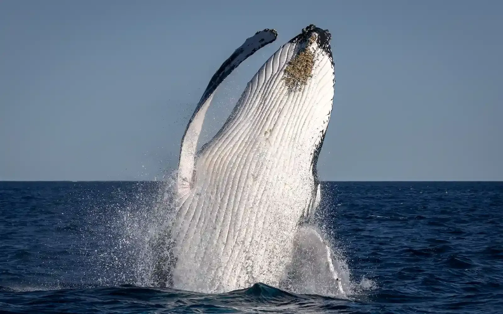 View of Humpback whale breaching from Sydney Whale Watching Tour