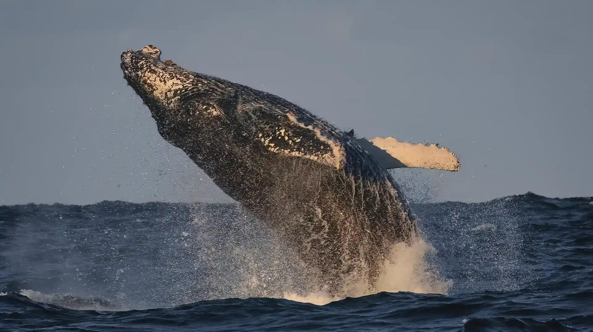 Humpback whale spotted in Sydney whale season