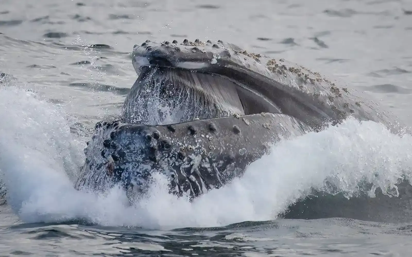 Two humpback whales are feeding on krill near Sydney