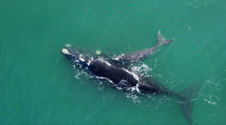 humpback whales breaching outside Sydney harbour