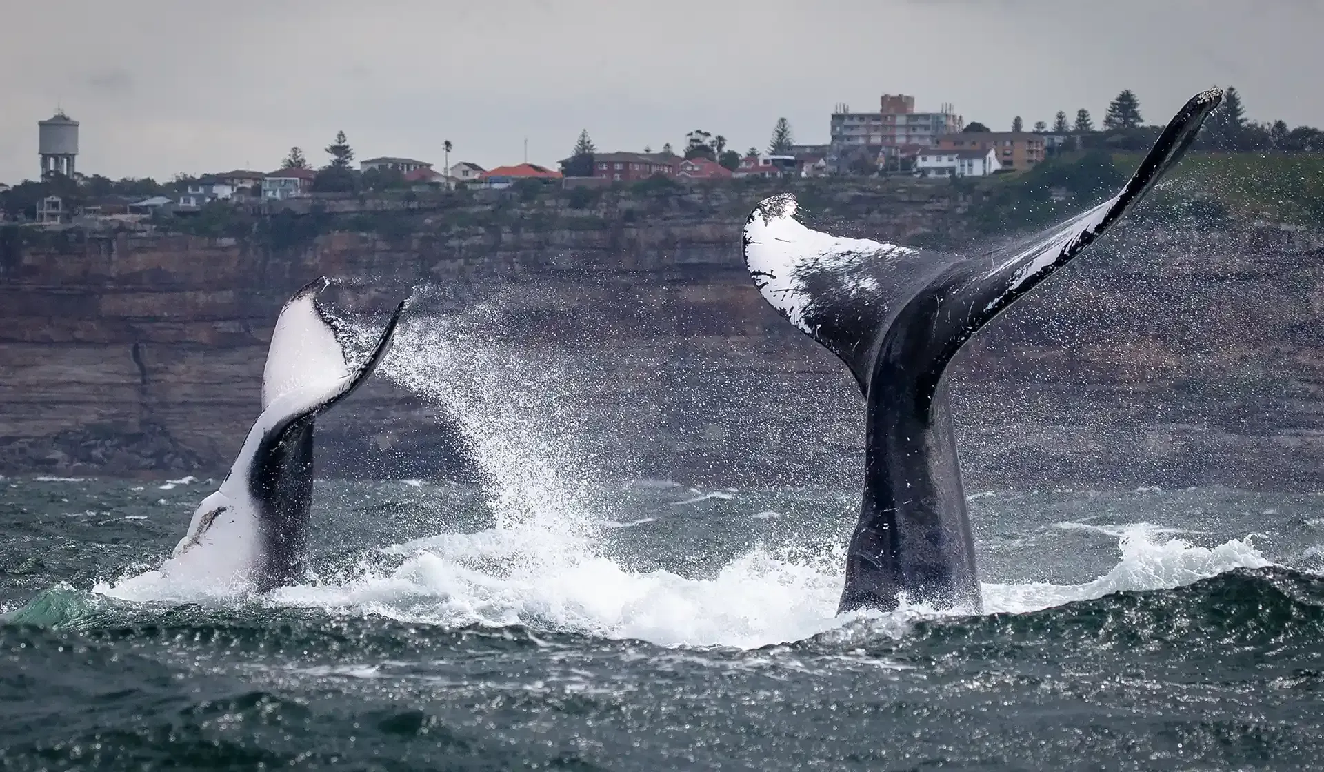 Mother and calf humpback whales in Sydney